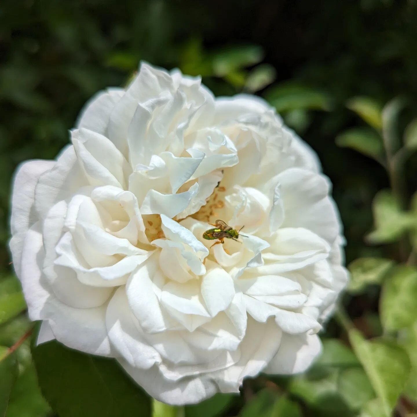 Sombreuil, a French hybrid from 1850