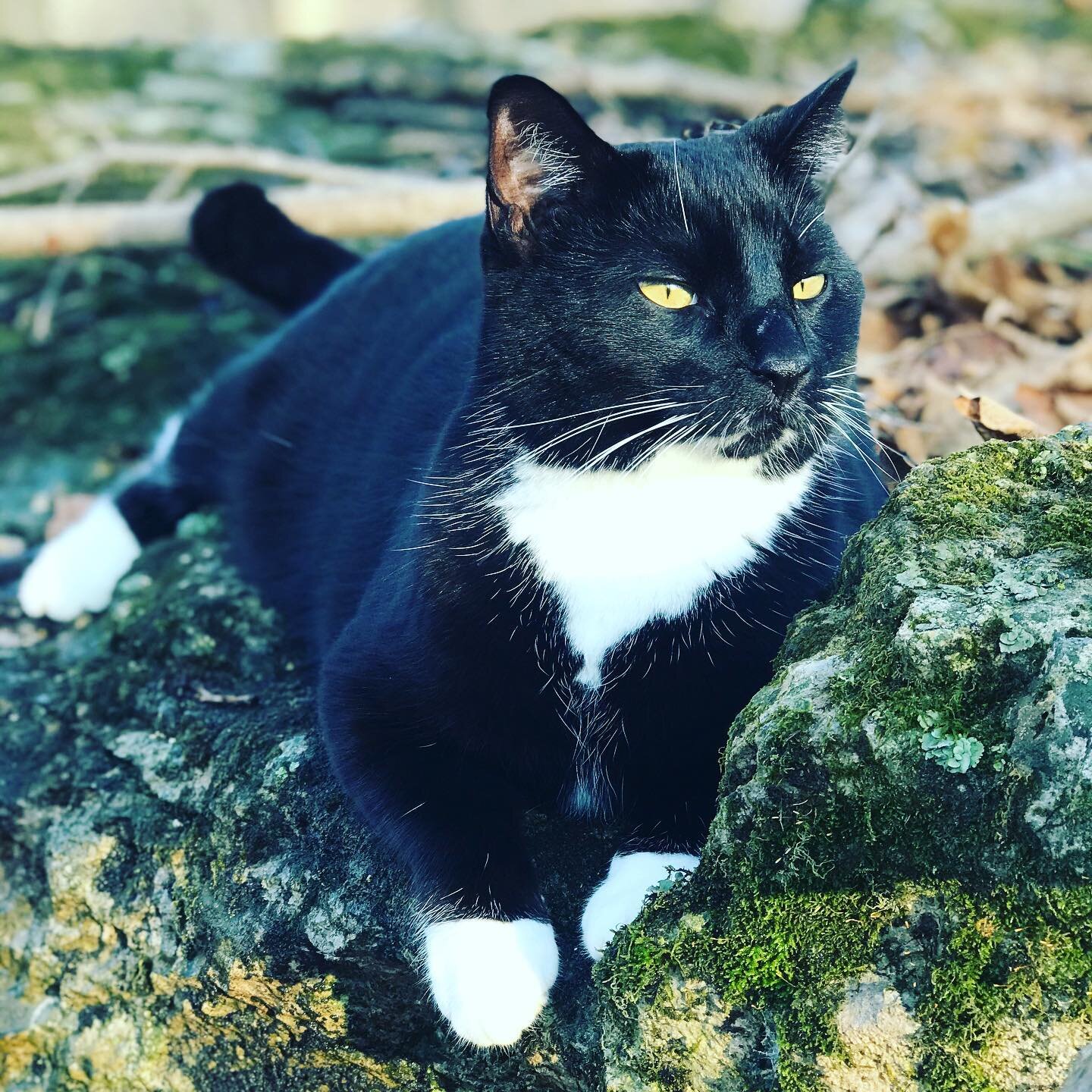 Jockamo the adventure cat