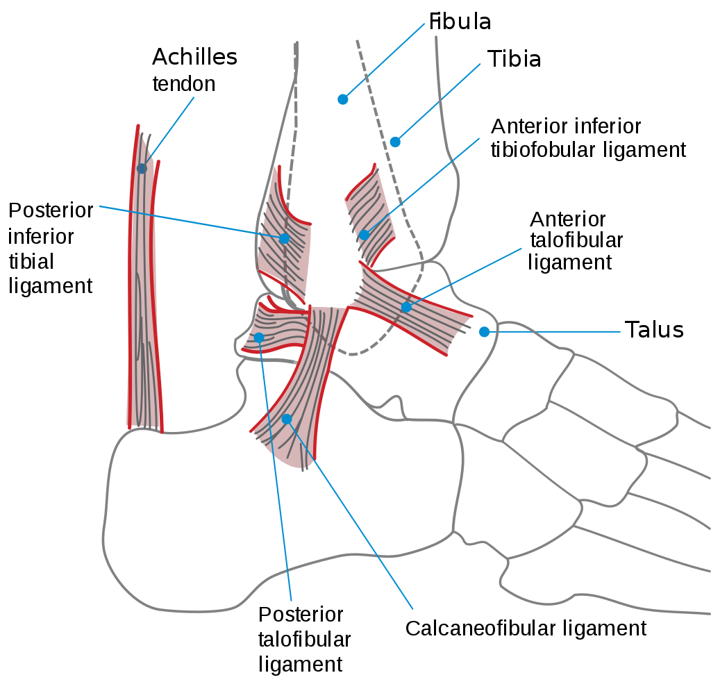 Talofibular Ligament Sprain _ Ligament Fibulo Talien Antérieur – FBPCT