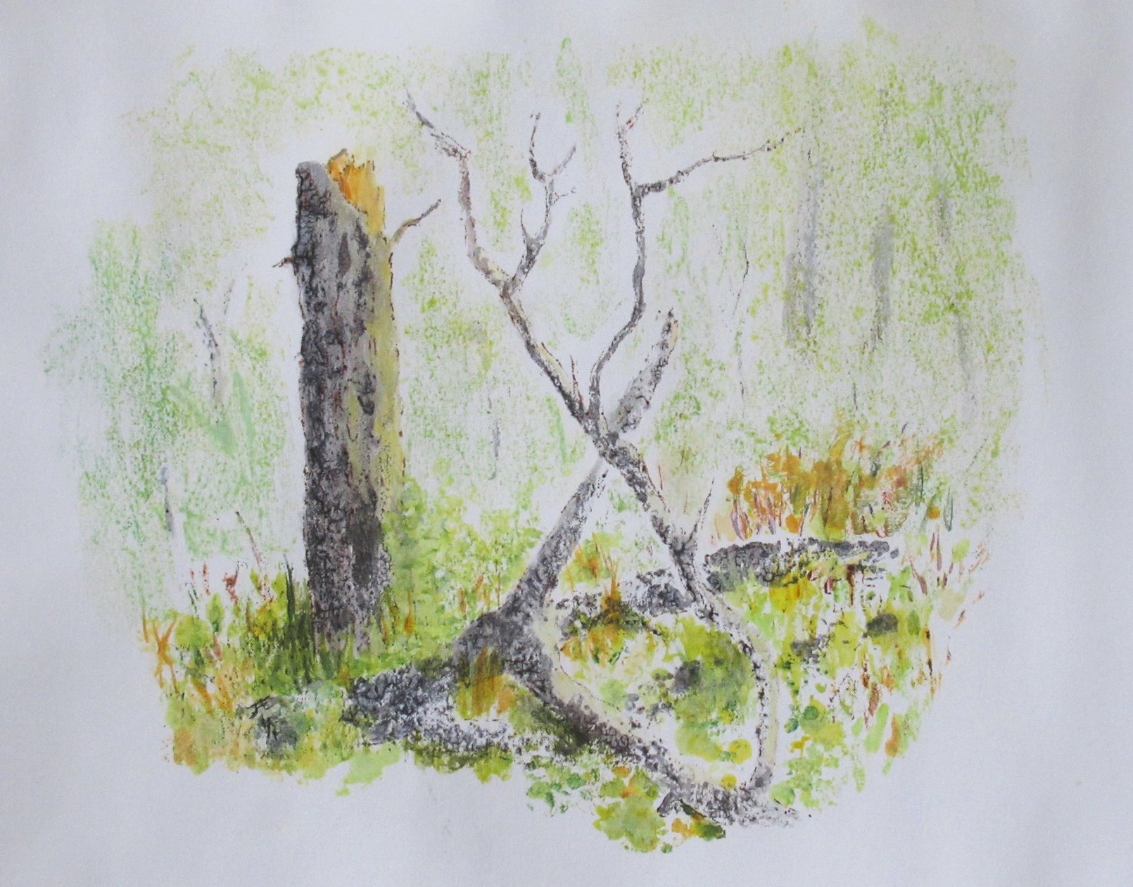 Branches near Stump - Jane A. Evans