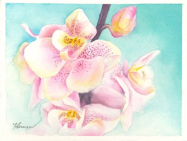Pink Orchids by Marla Sirman