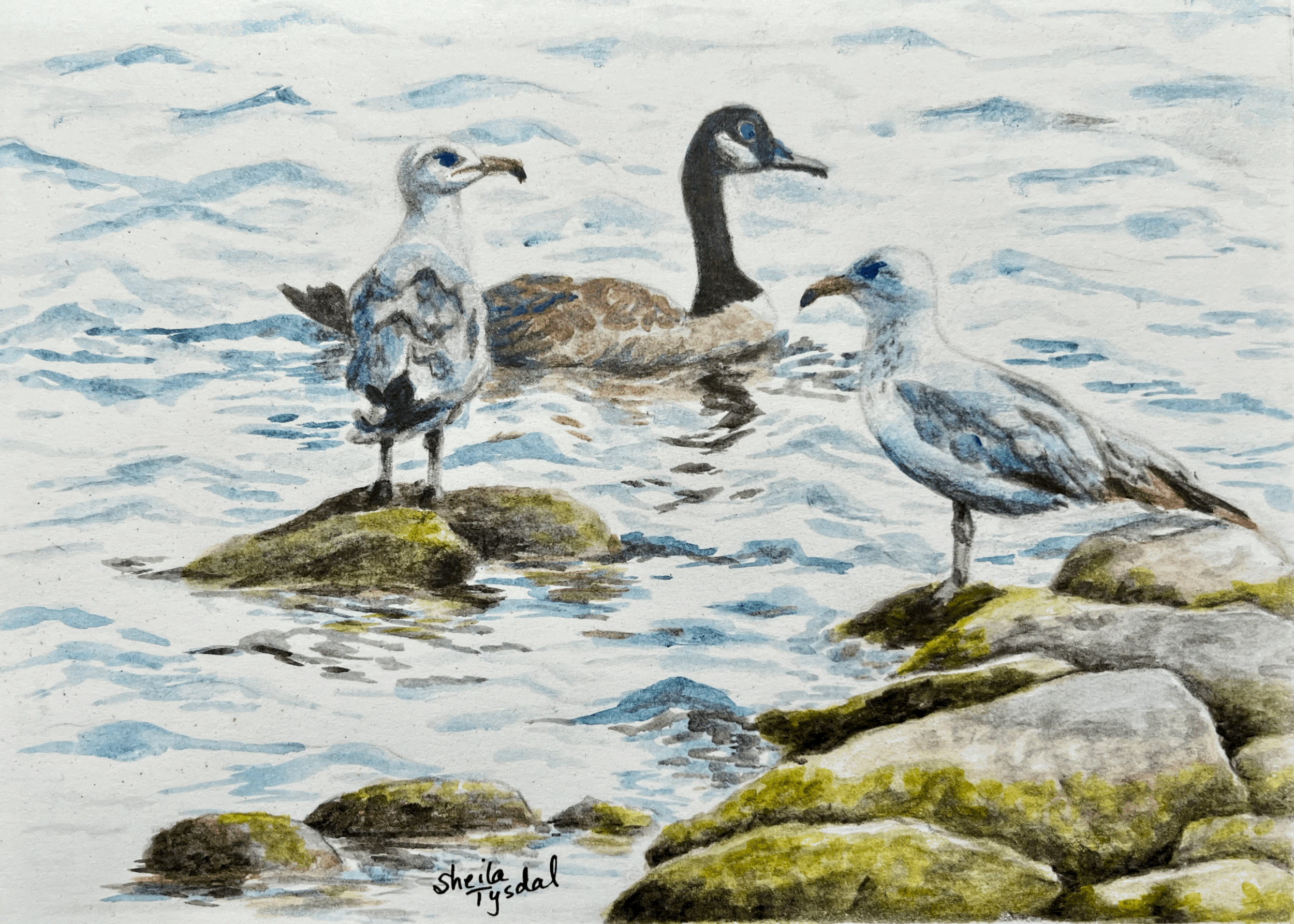 tempImageJBuDCs.gif (Copy)