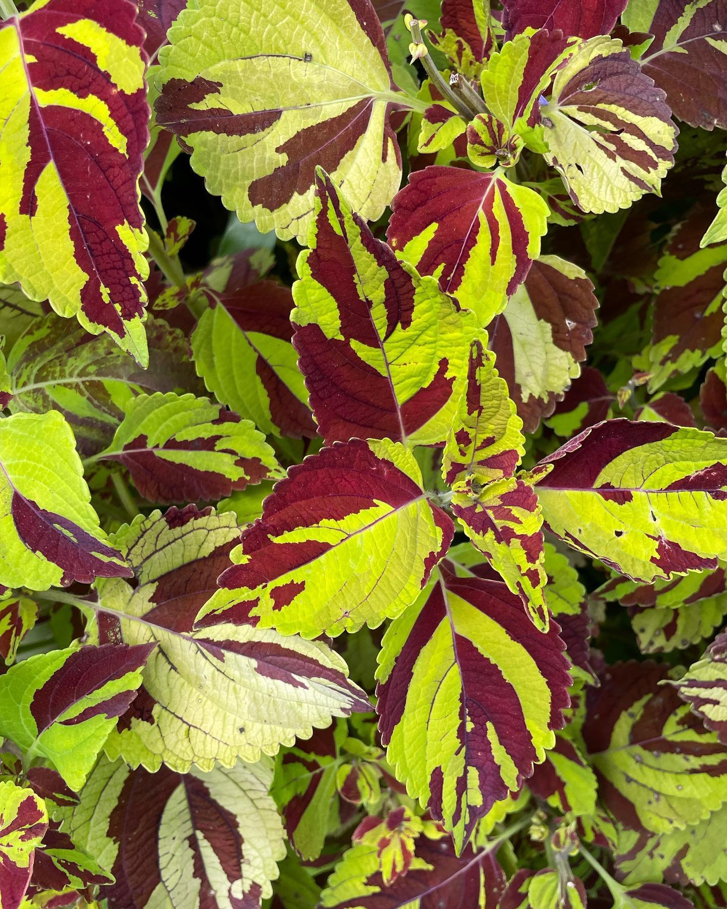 A study of Coleus