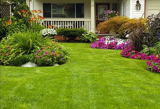  Beautifully manicured lawn and plants 
