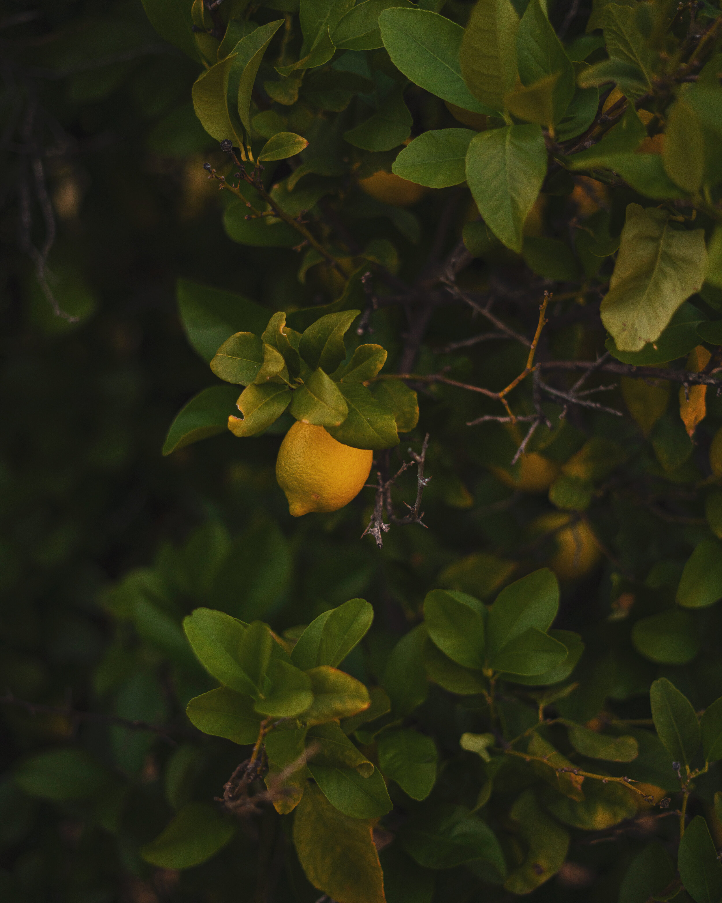 504E695B-87A6-43EF-A51F-453EA1165E2D.jpeg