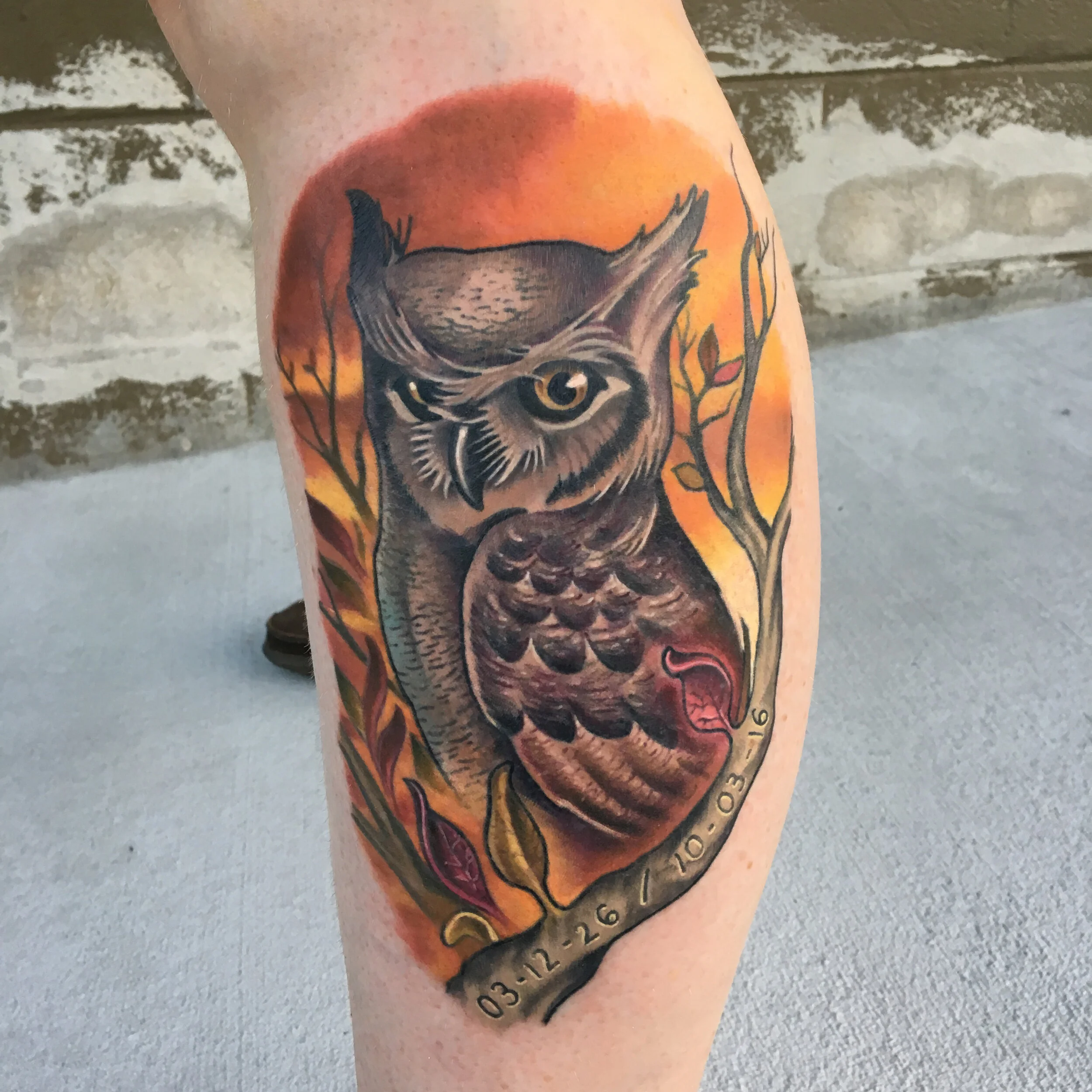 Owl.jpg