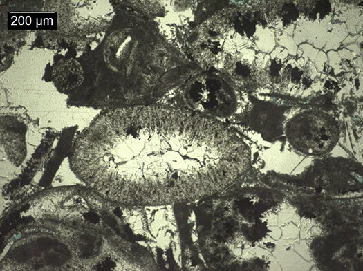 Skeletal grainstone in the Corbula Bed of the Glen Rose Formation (Albian, Early Cretaceous), Boerne, Texas, plane polarized light.