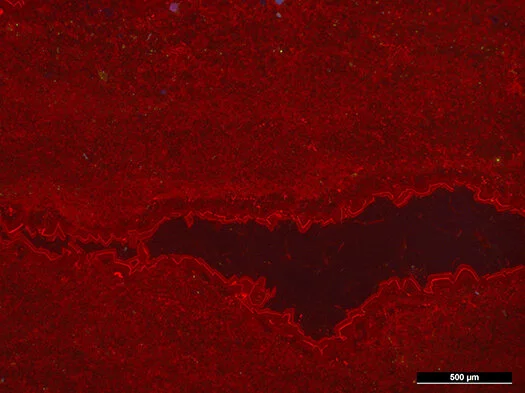 Birdseye in stromatolitic limestone, Glen Rose Formation (Albian, Early Cretaceous), Boerne, Texas, cathodoliminescence  light.