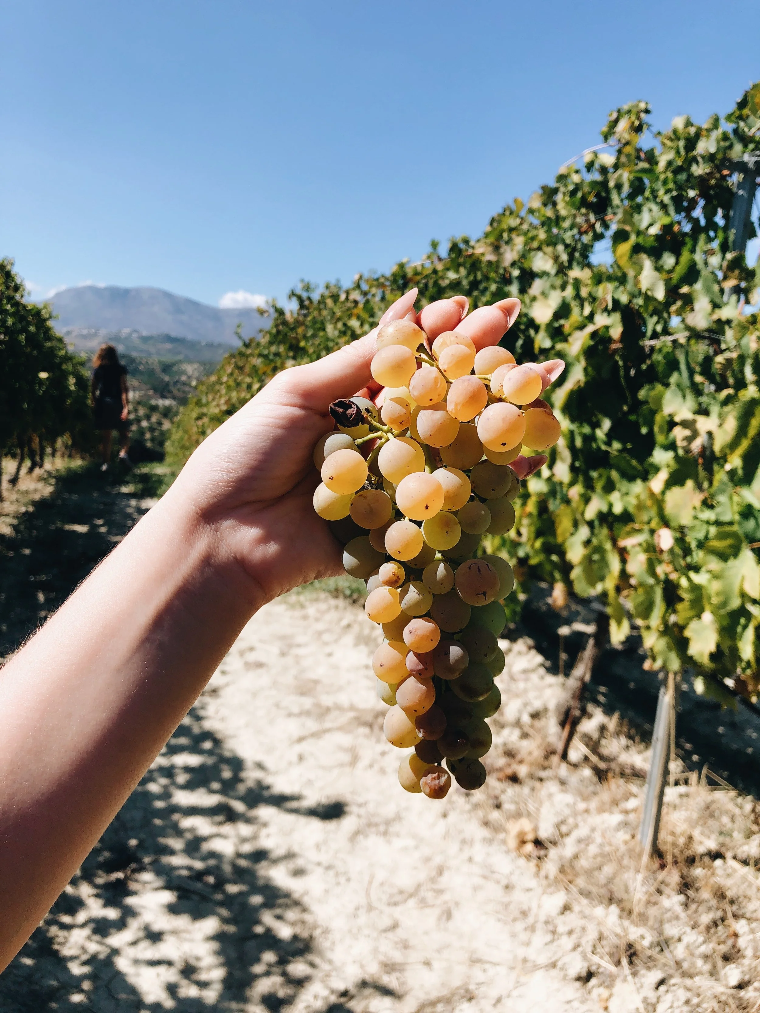 The Hands That Held The Grapes