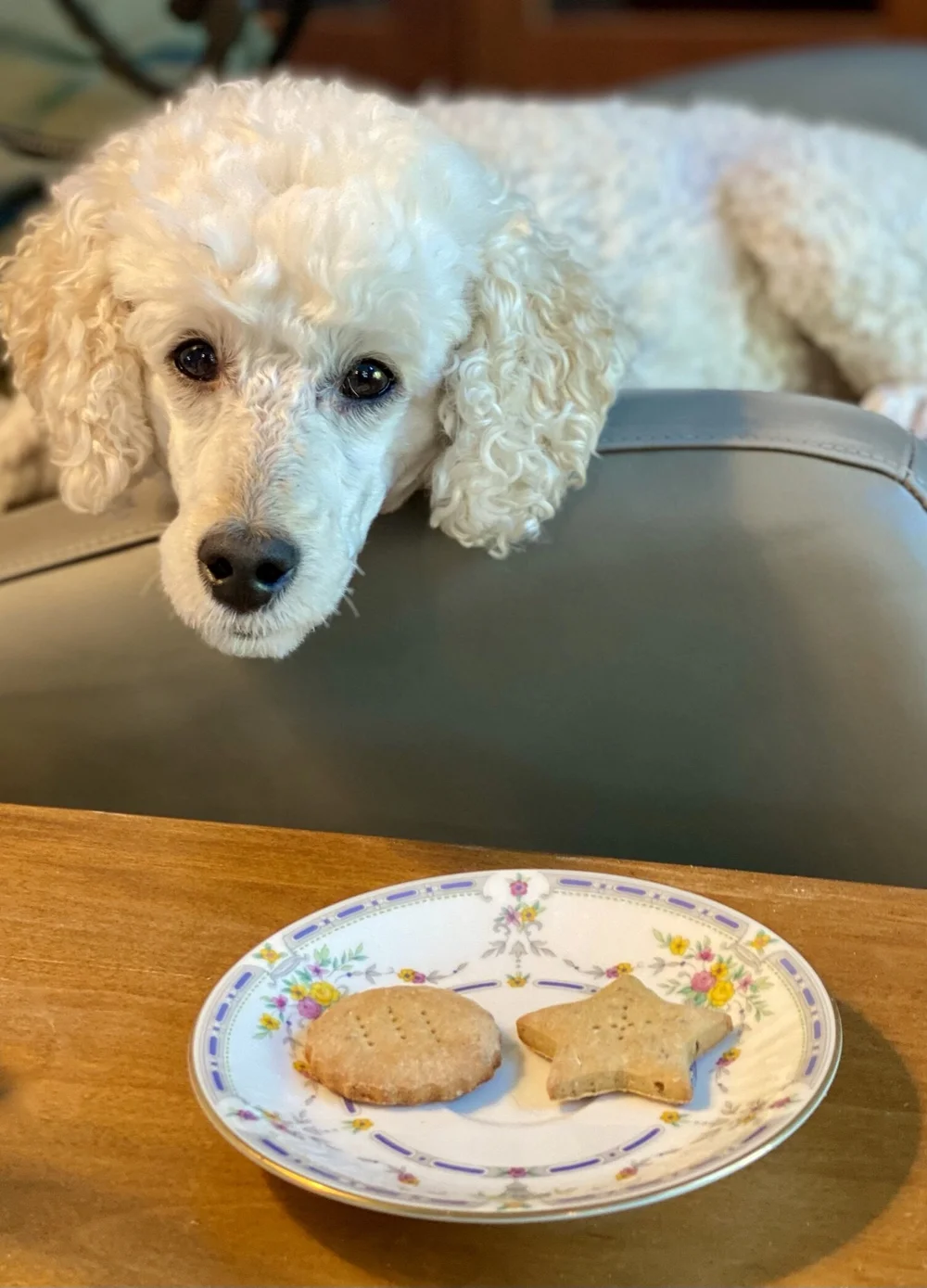 Do Dogs Like The Taste Of Catnip