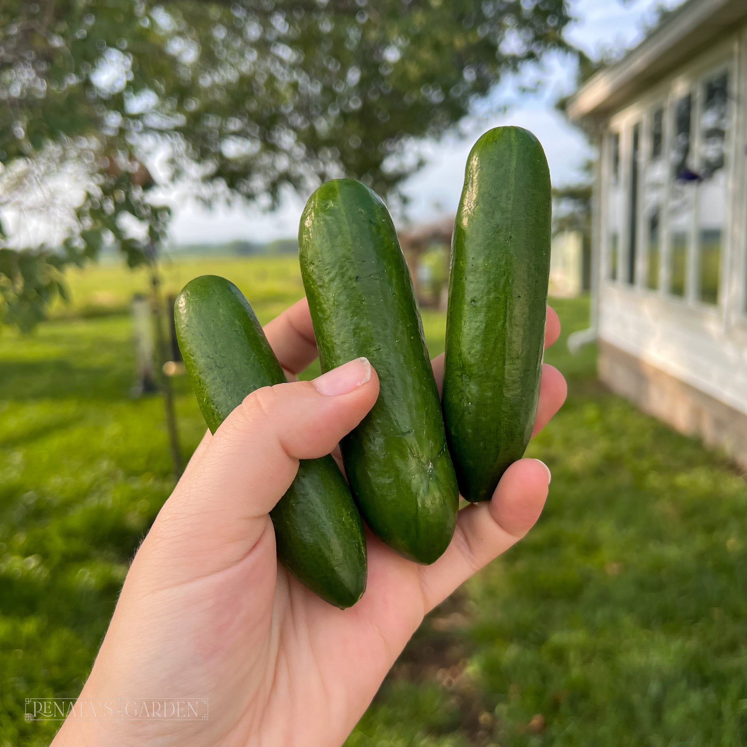 Cucumber 'Mini-Me'