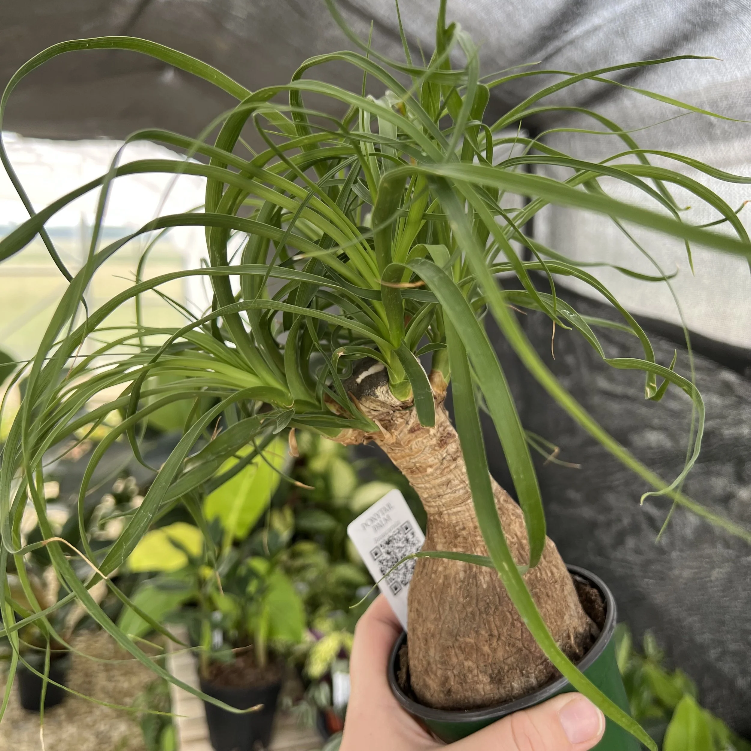 ponytail palm