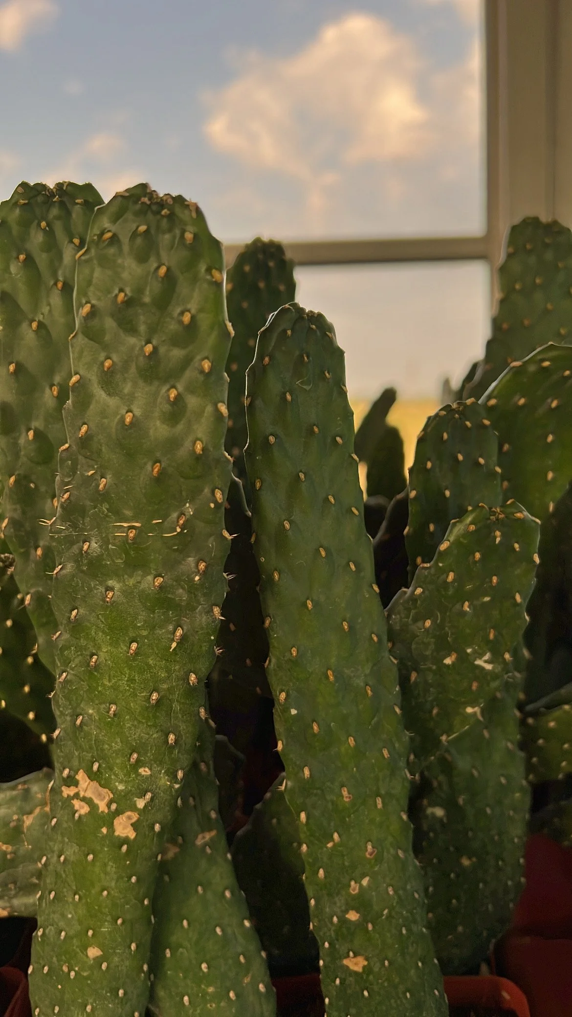 road kill cactus