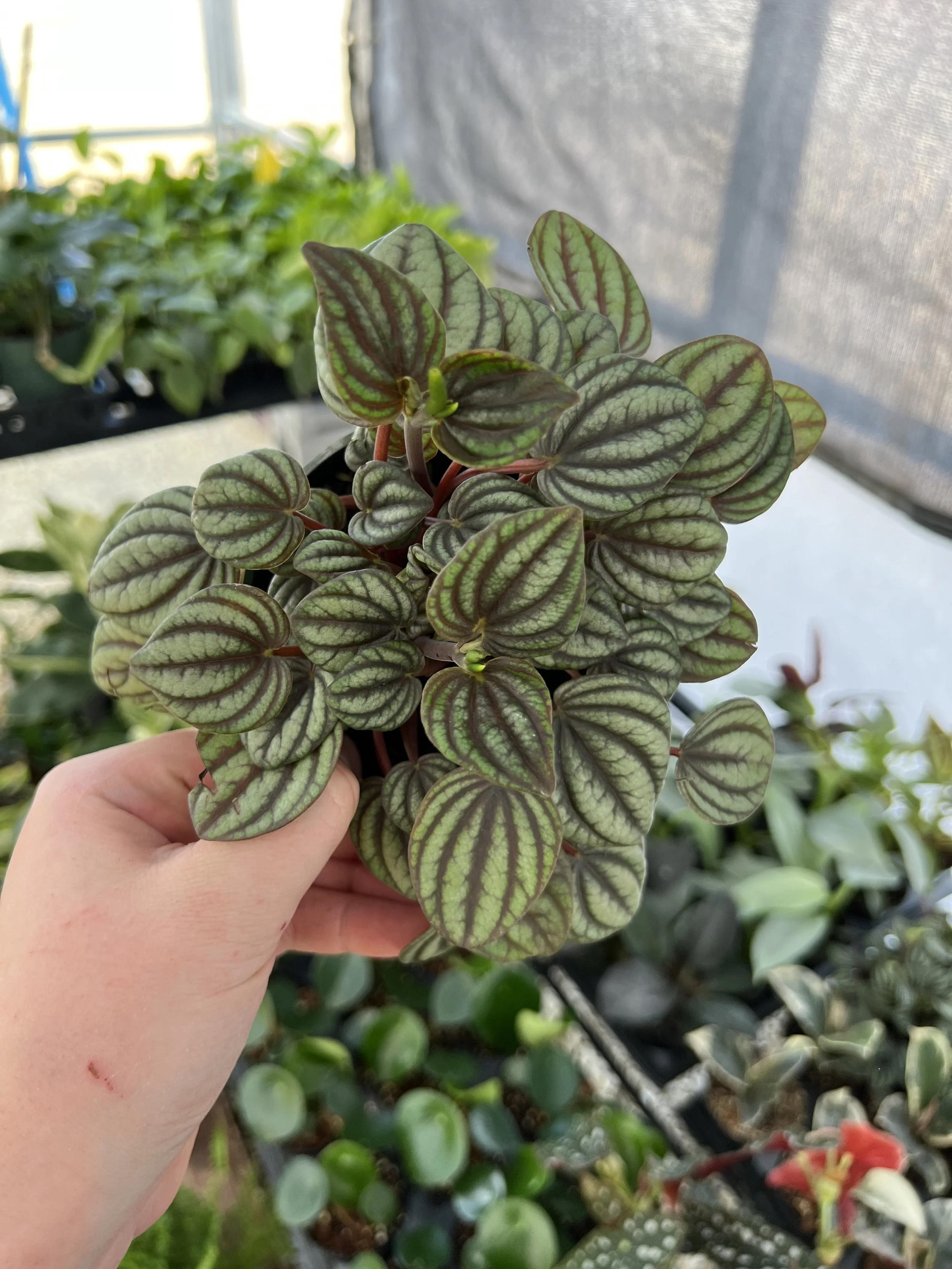 peperomia piccolo banda