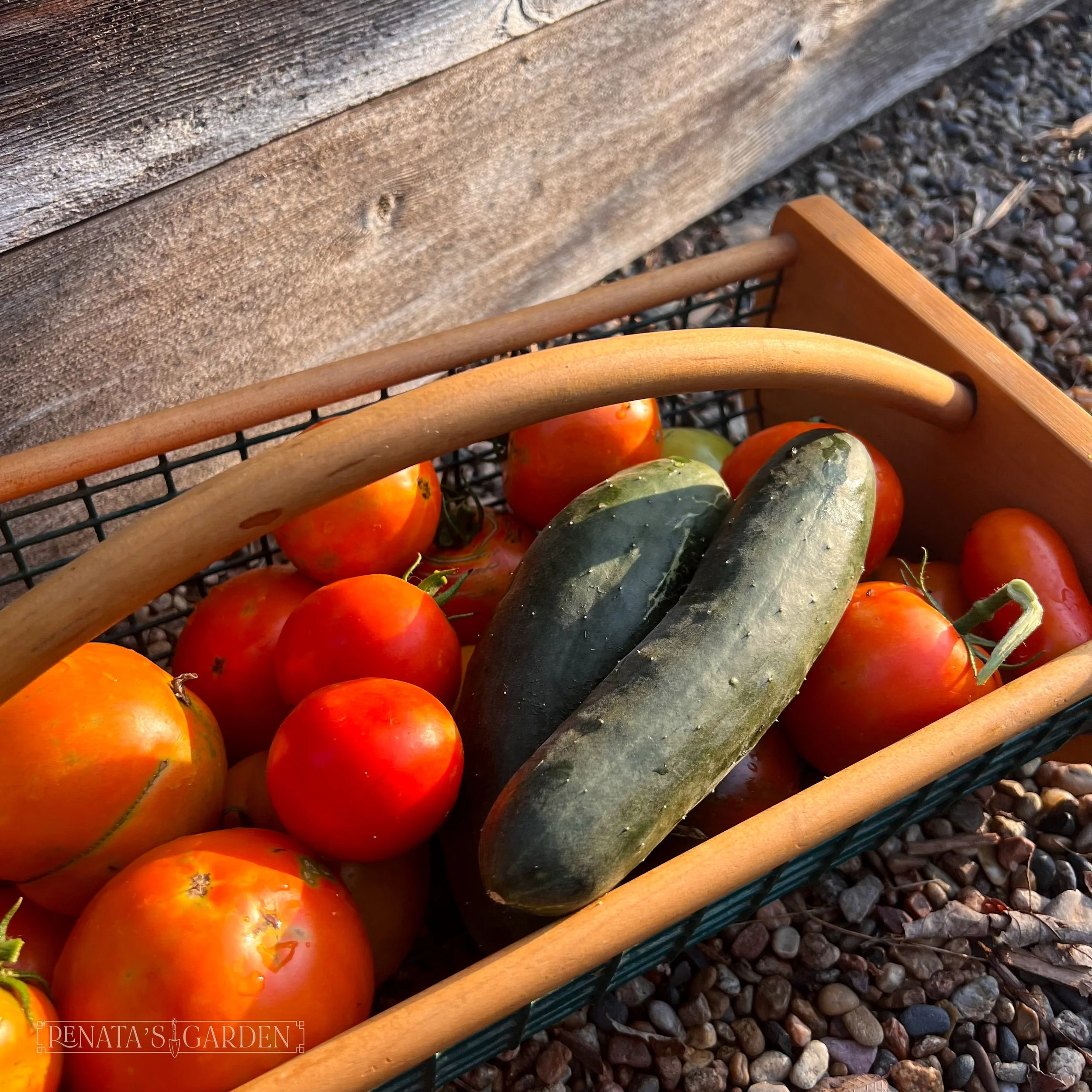 Cucumber 'Burpless Supreme'
