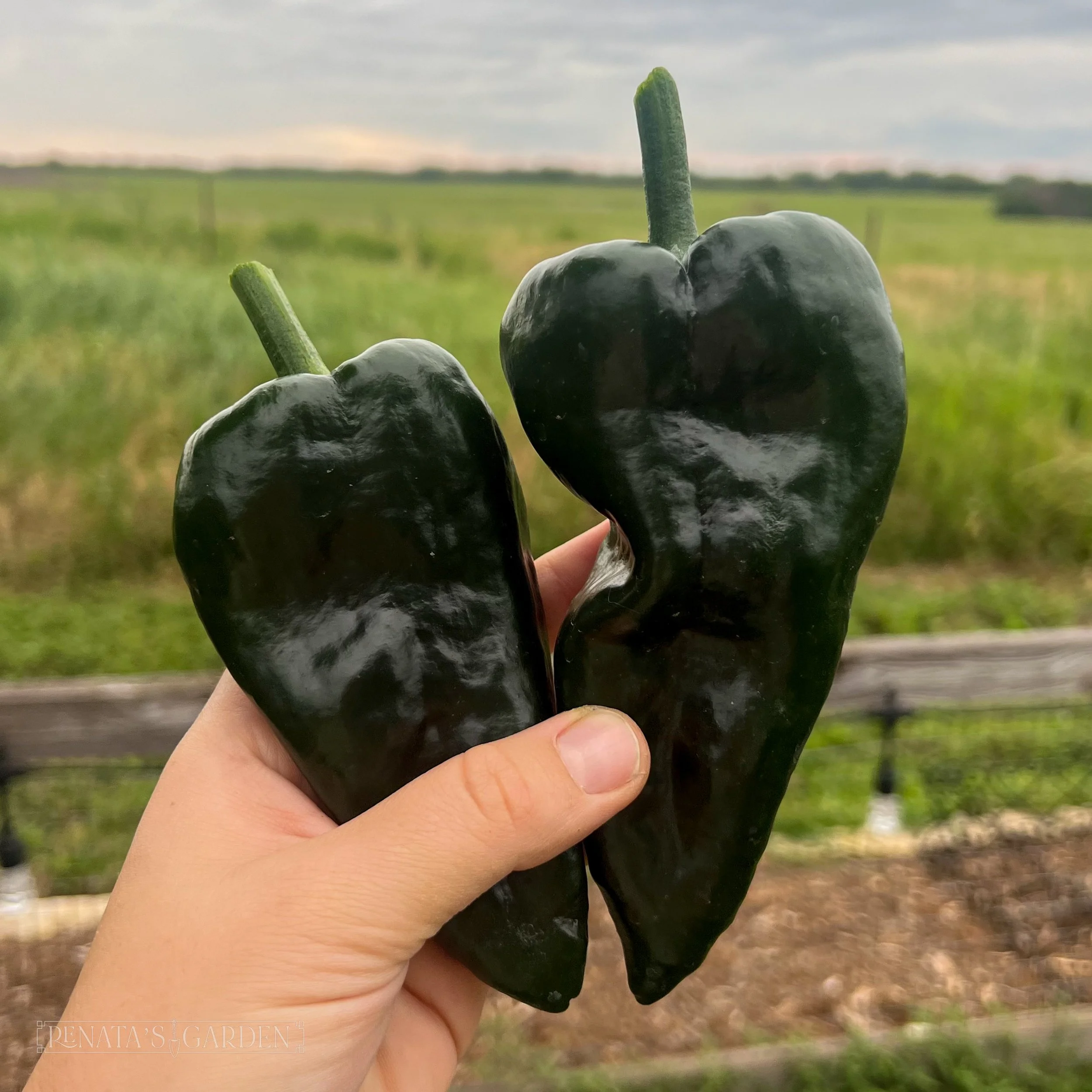 Poblano Pepper 'Trident'