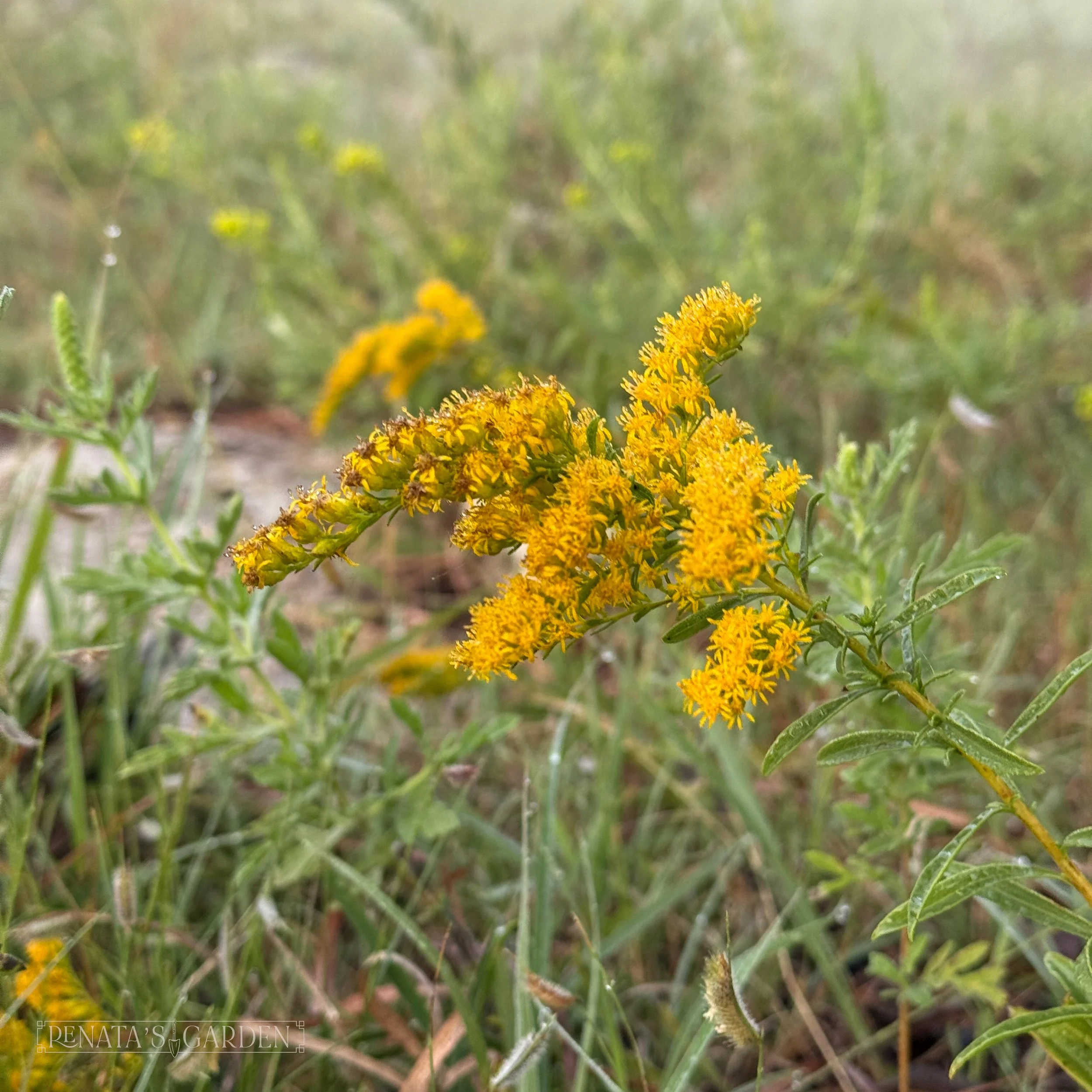 Missouri Goldenrod