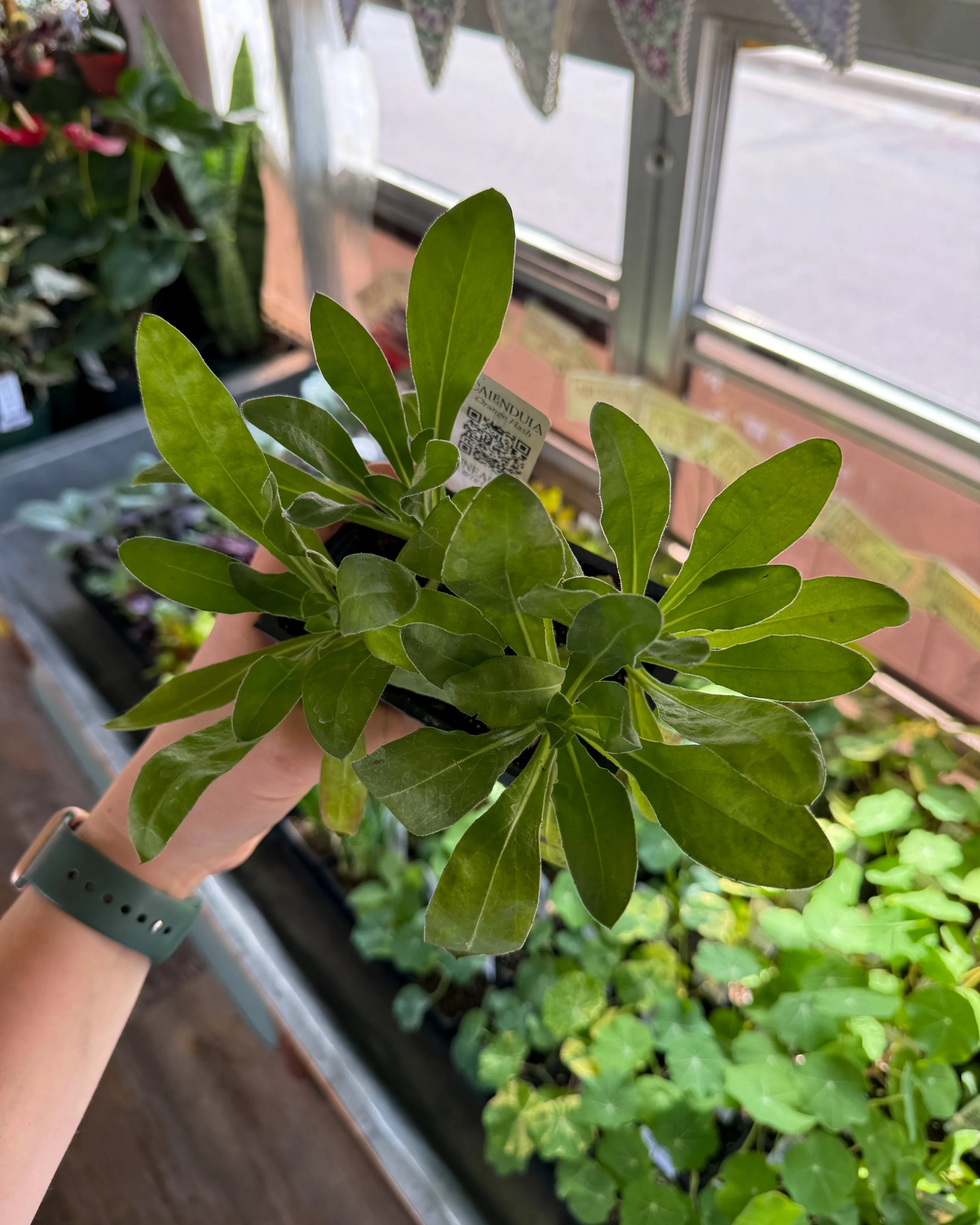 calendula young plant