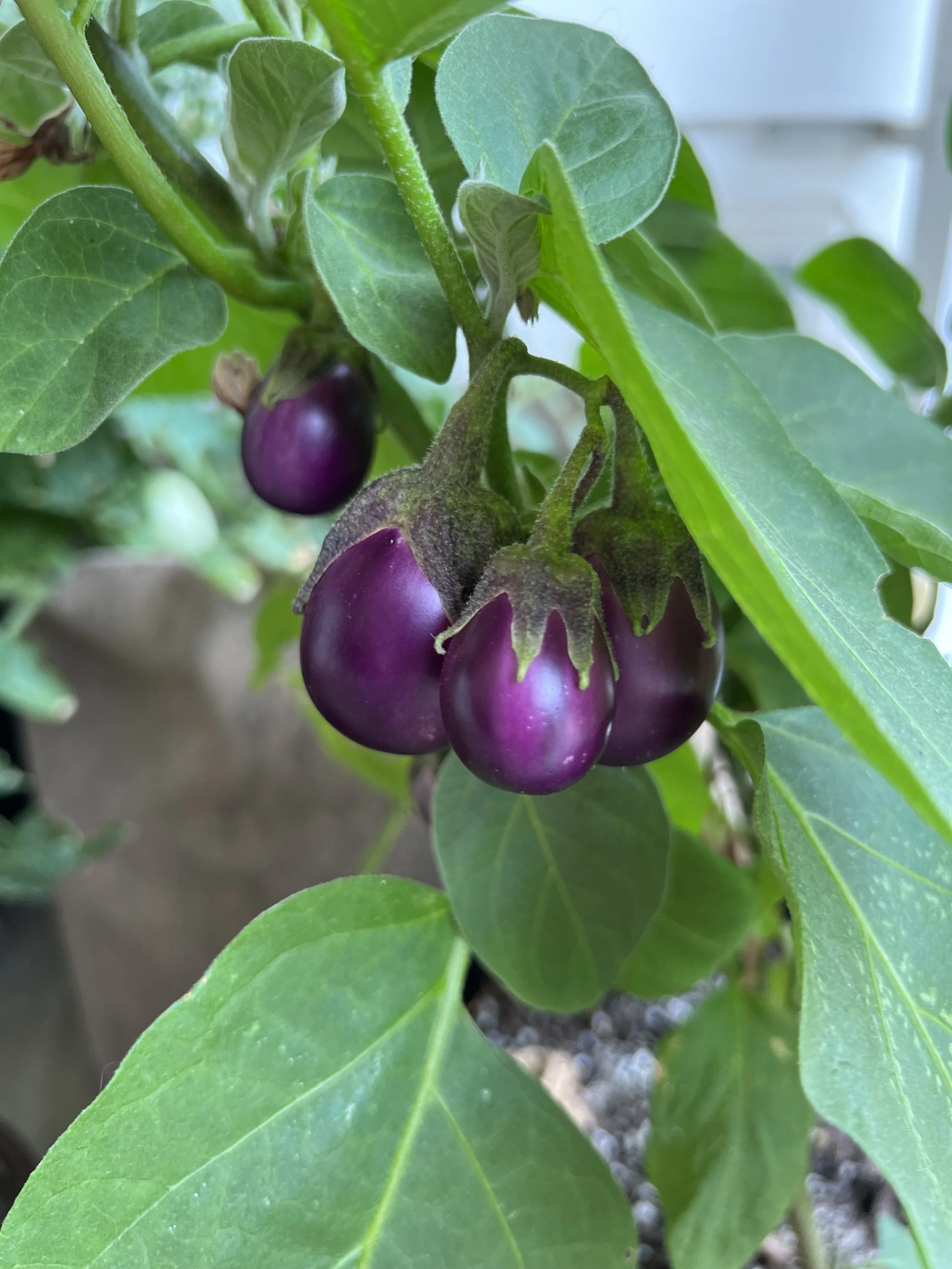 patio baby eggplant