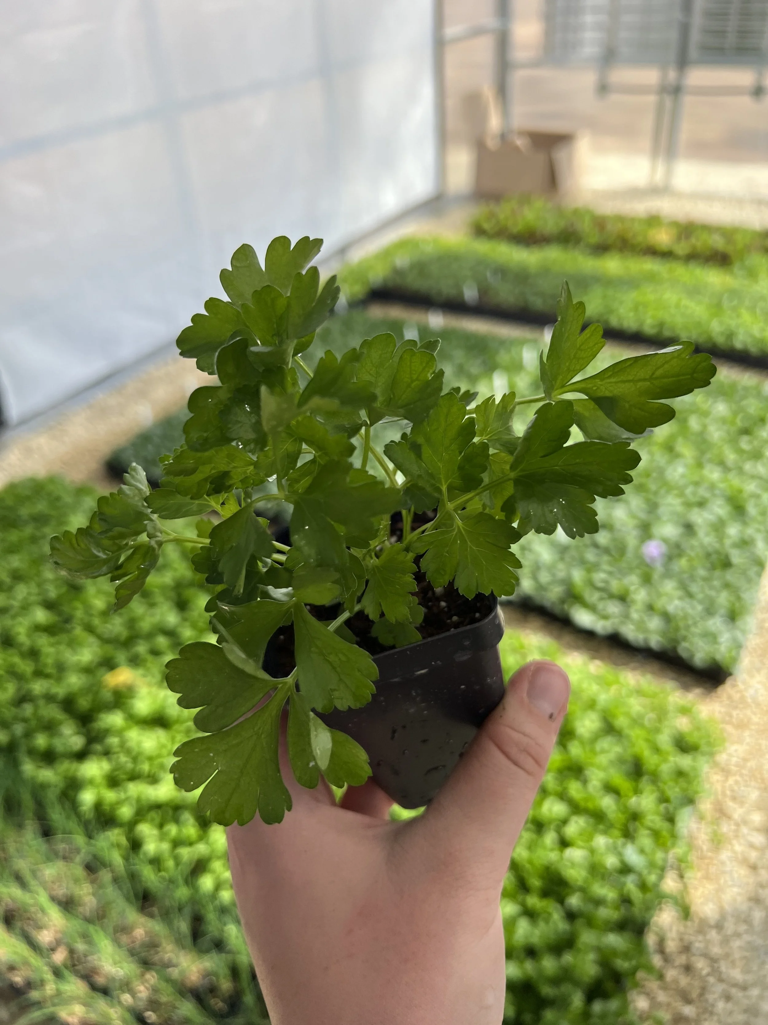 parsley plant
