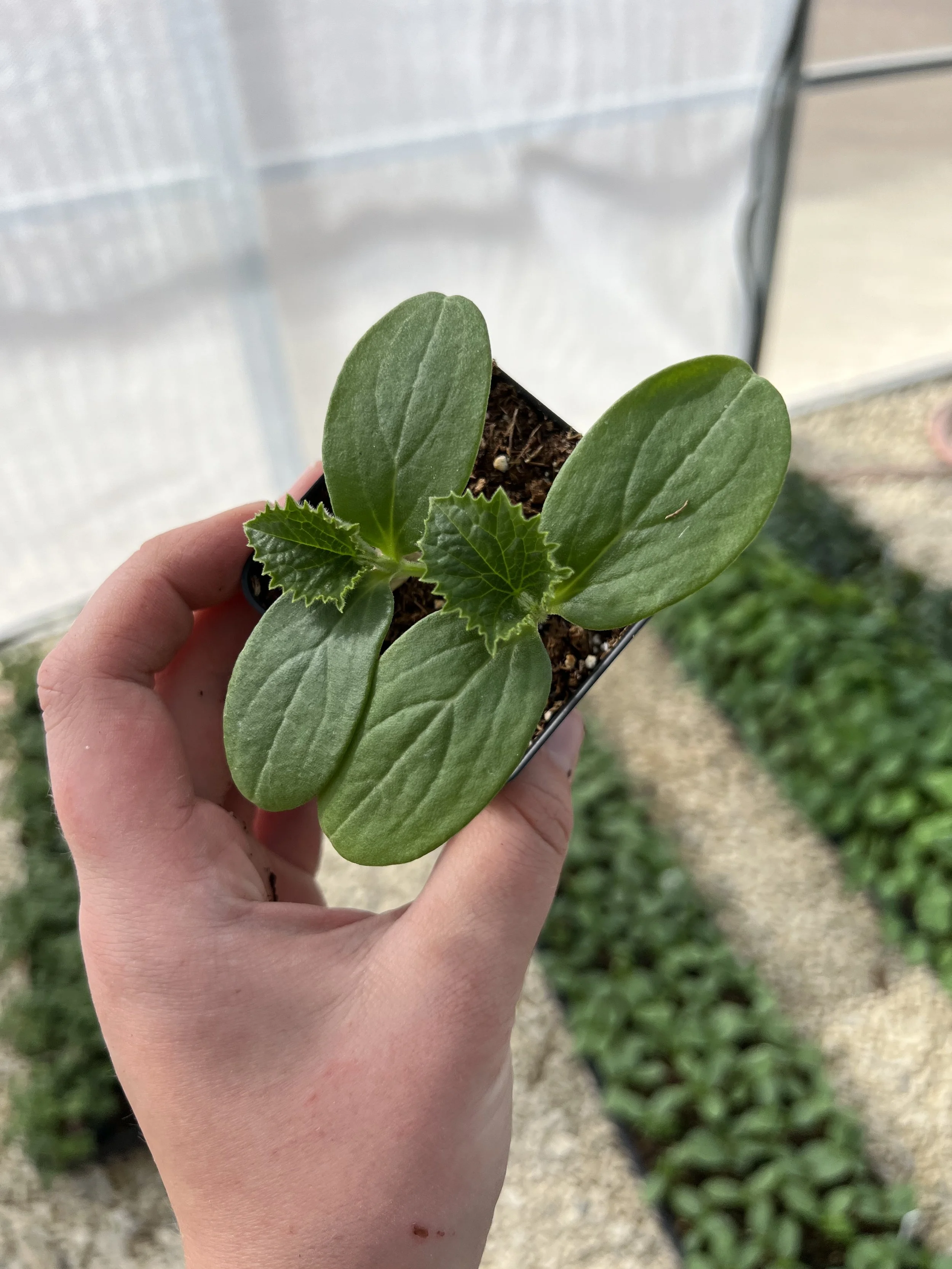 young cucumber plant