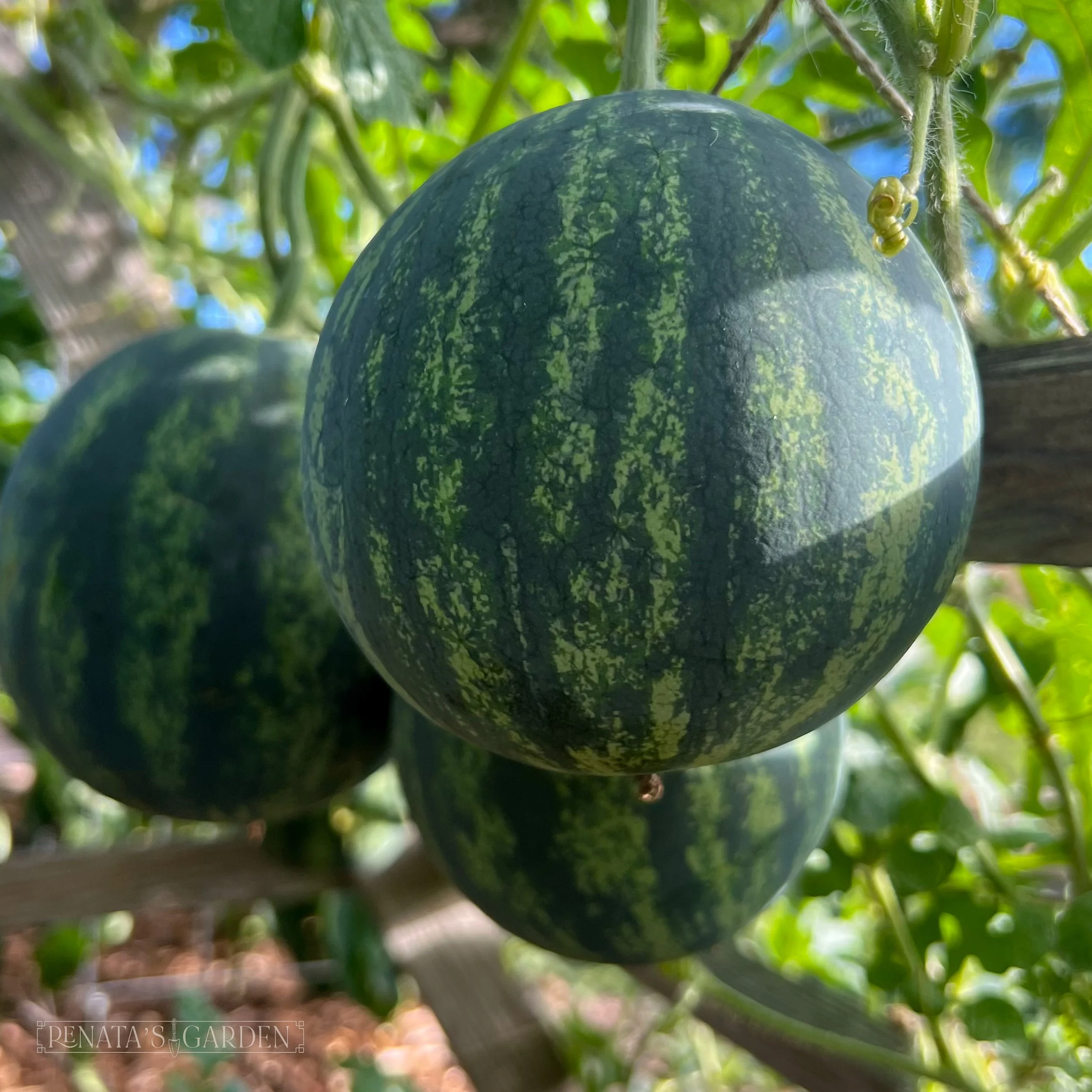 Watermelon 'Mini Love'