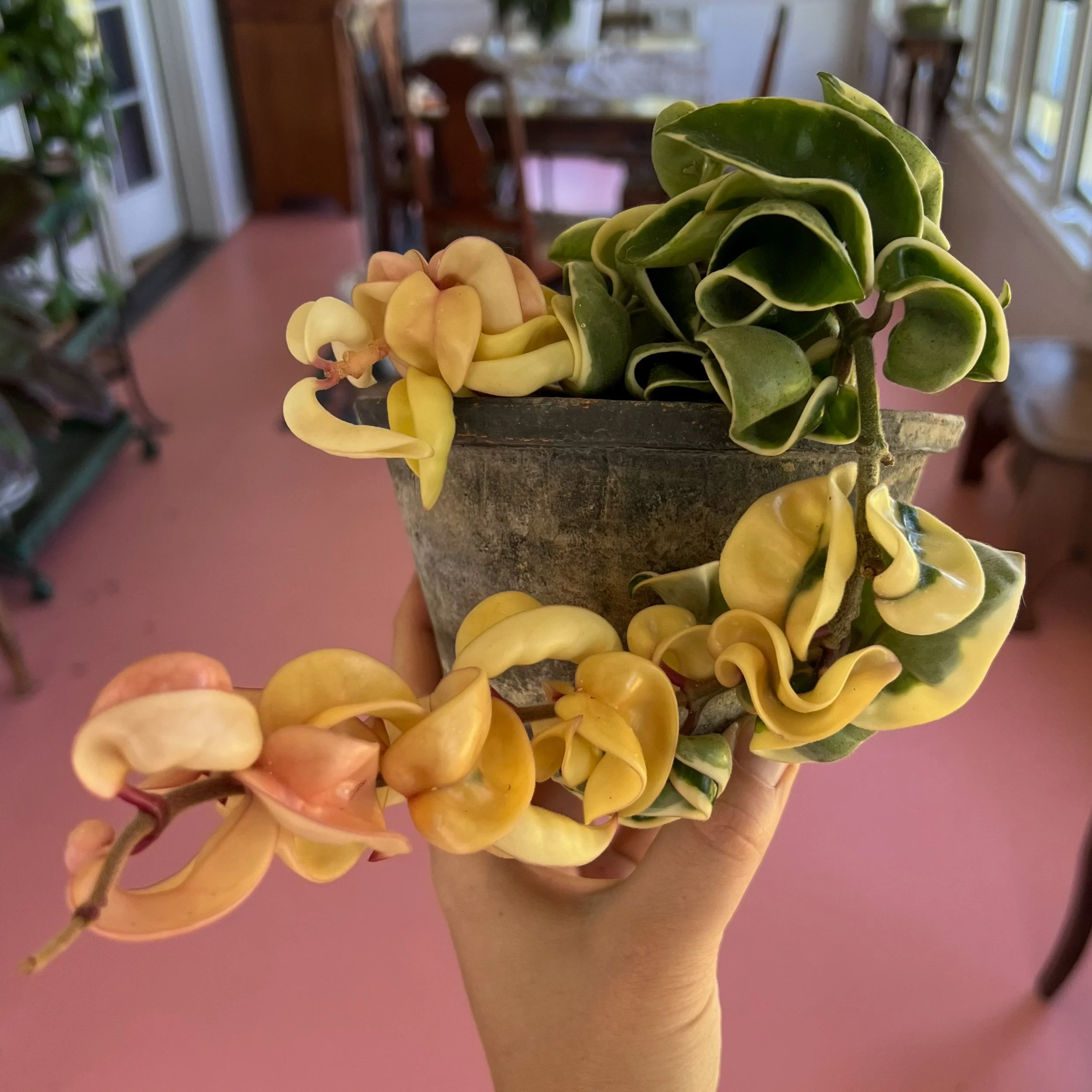 Hoya carnosa compacta variegata