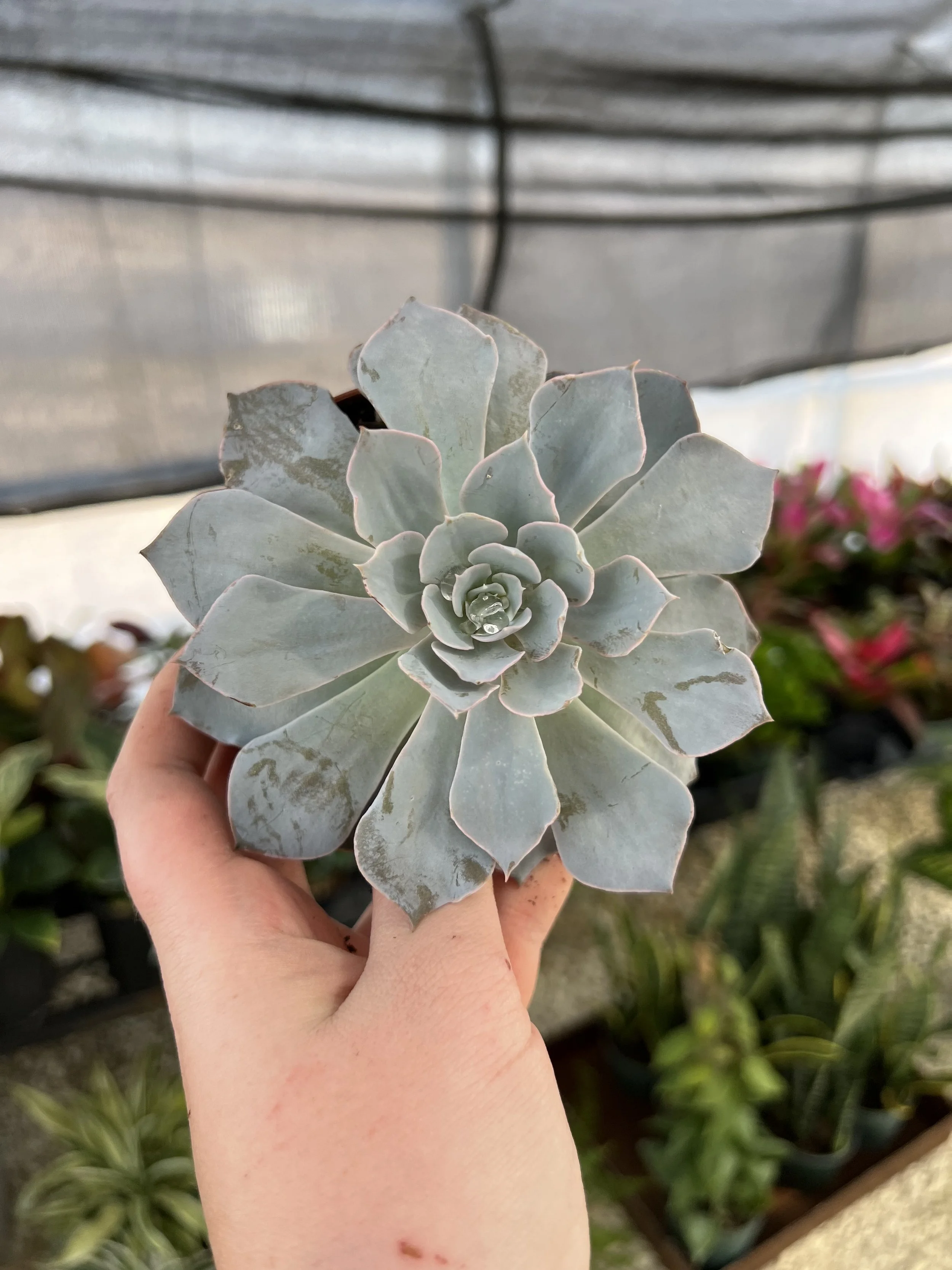 echeveria