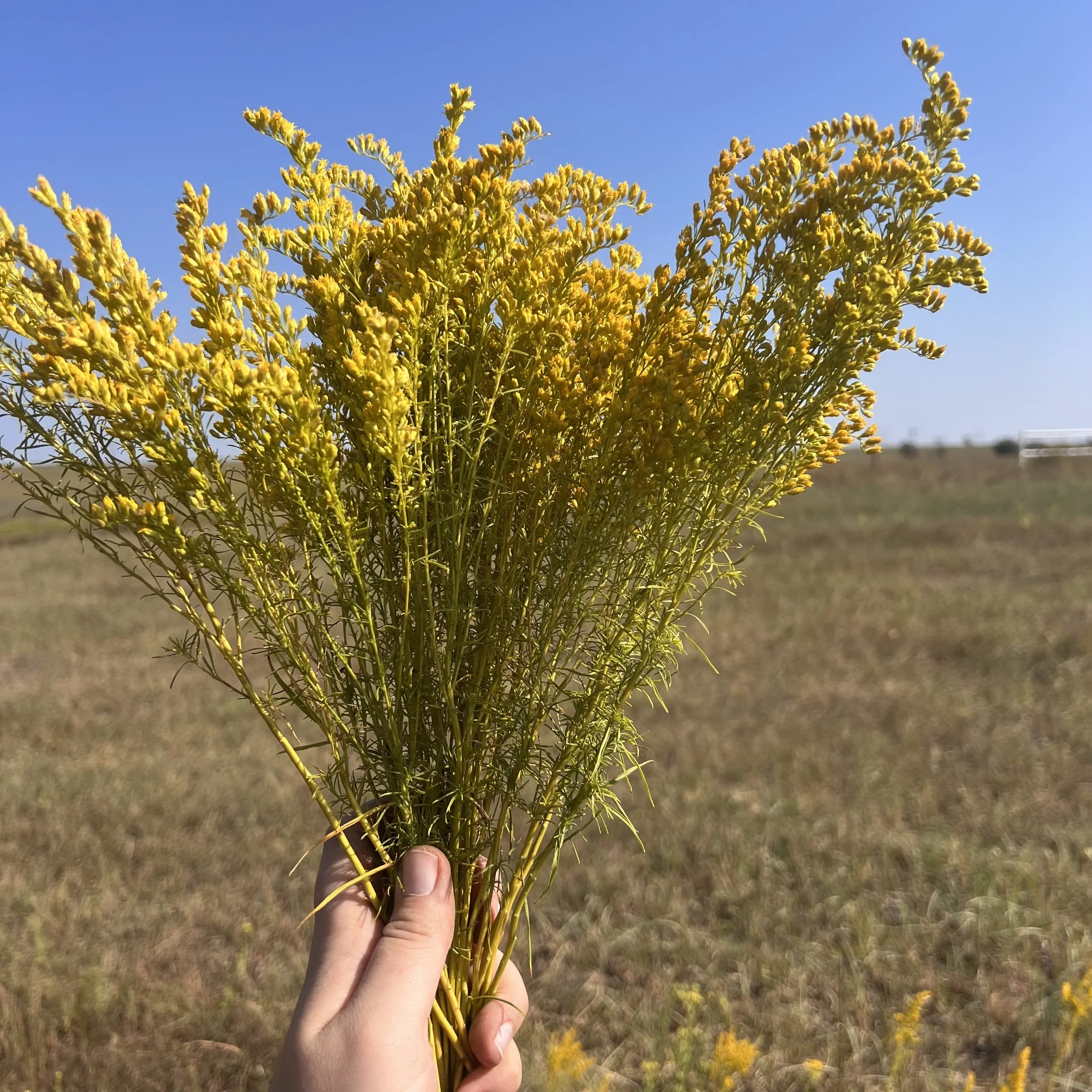 bunch of goldenrod