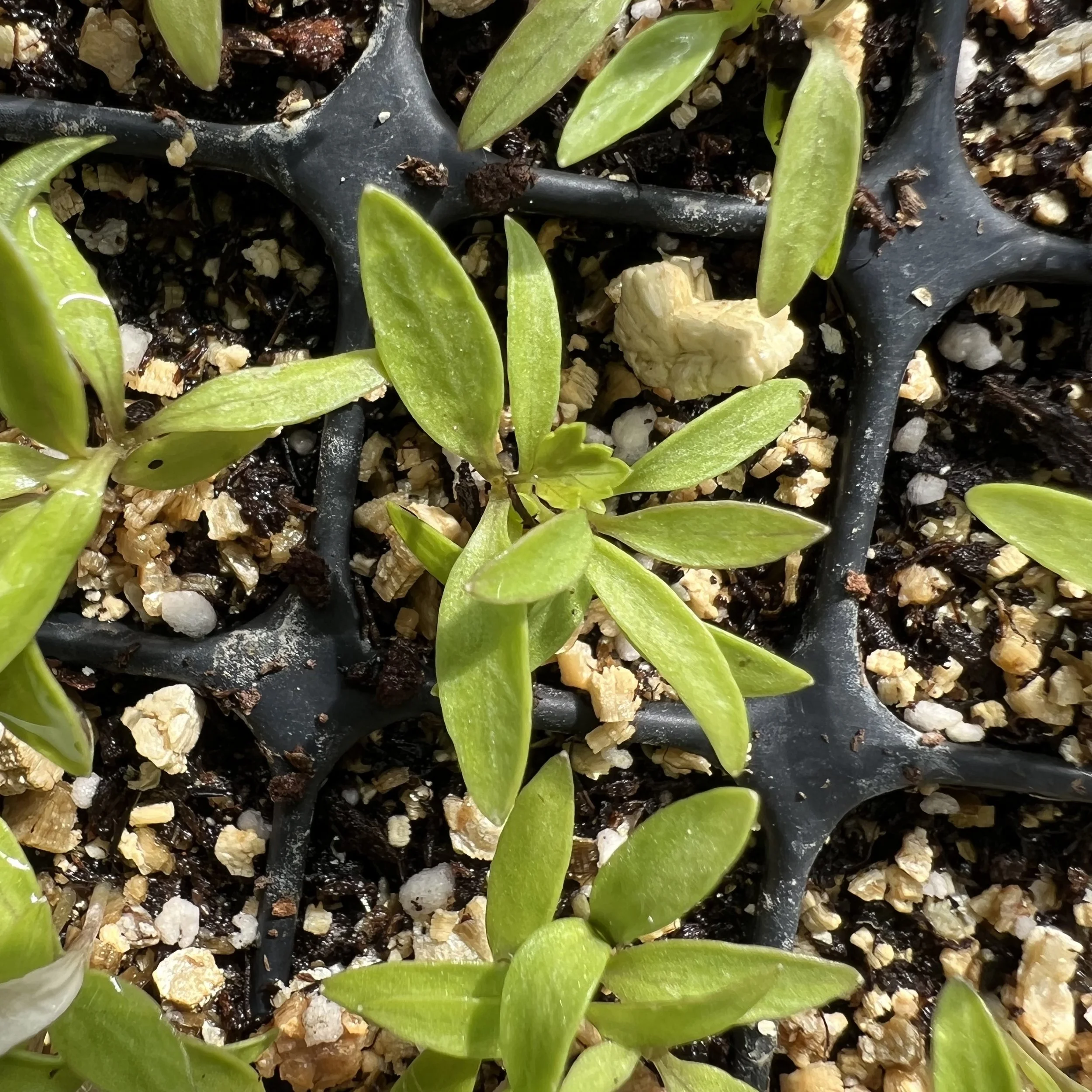 parsley seedlings