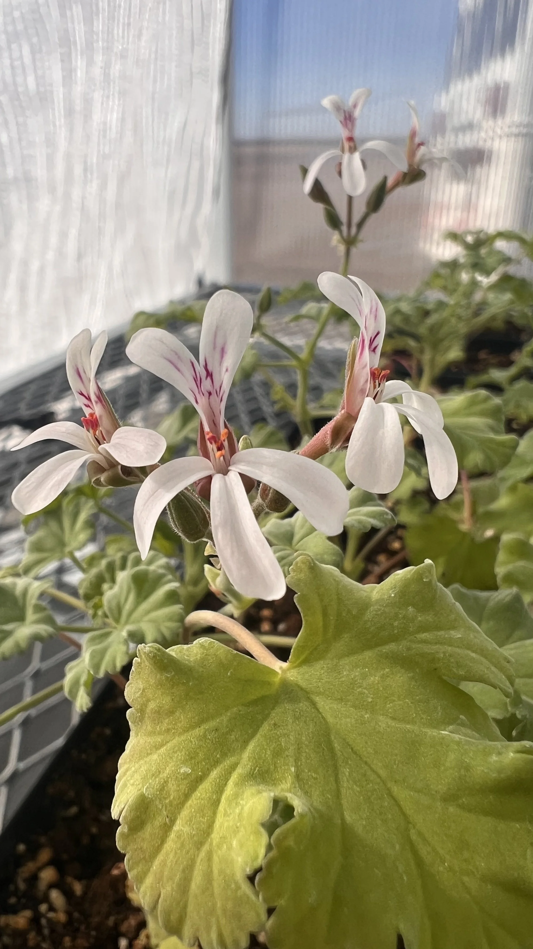 scented geranium flower