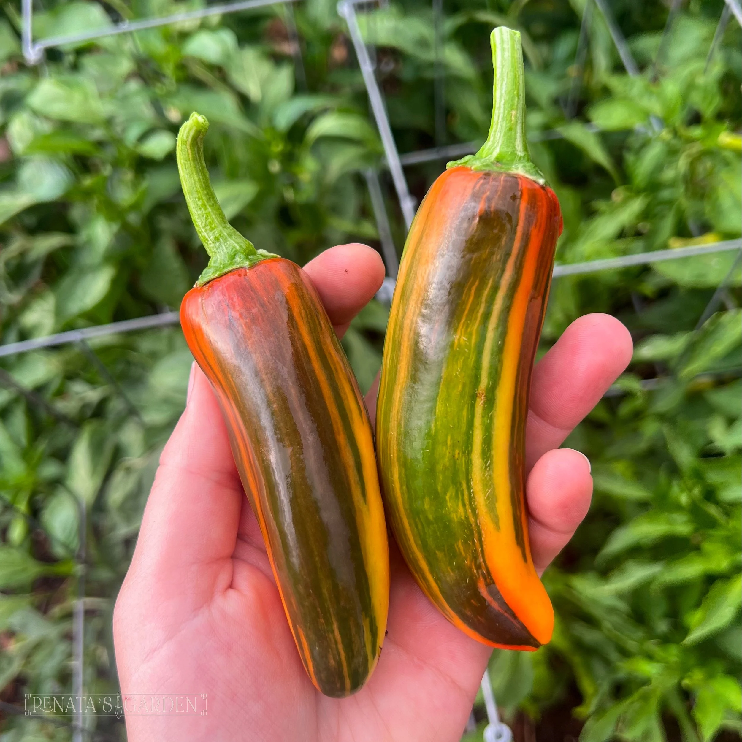 Snack Pepper 'Mocha Swirl'