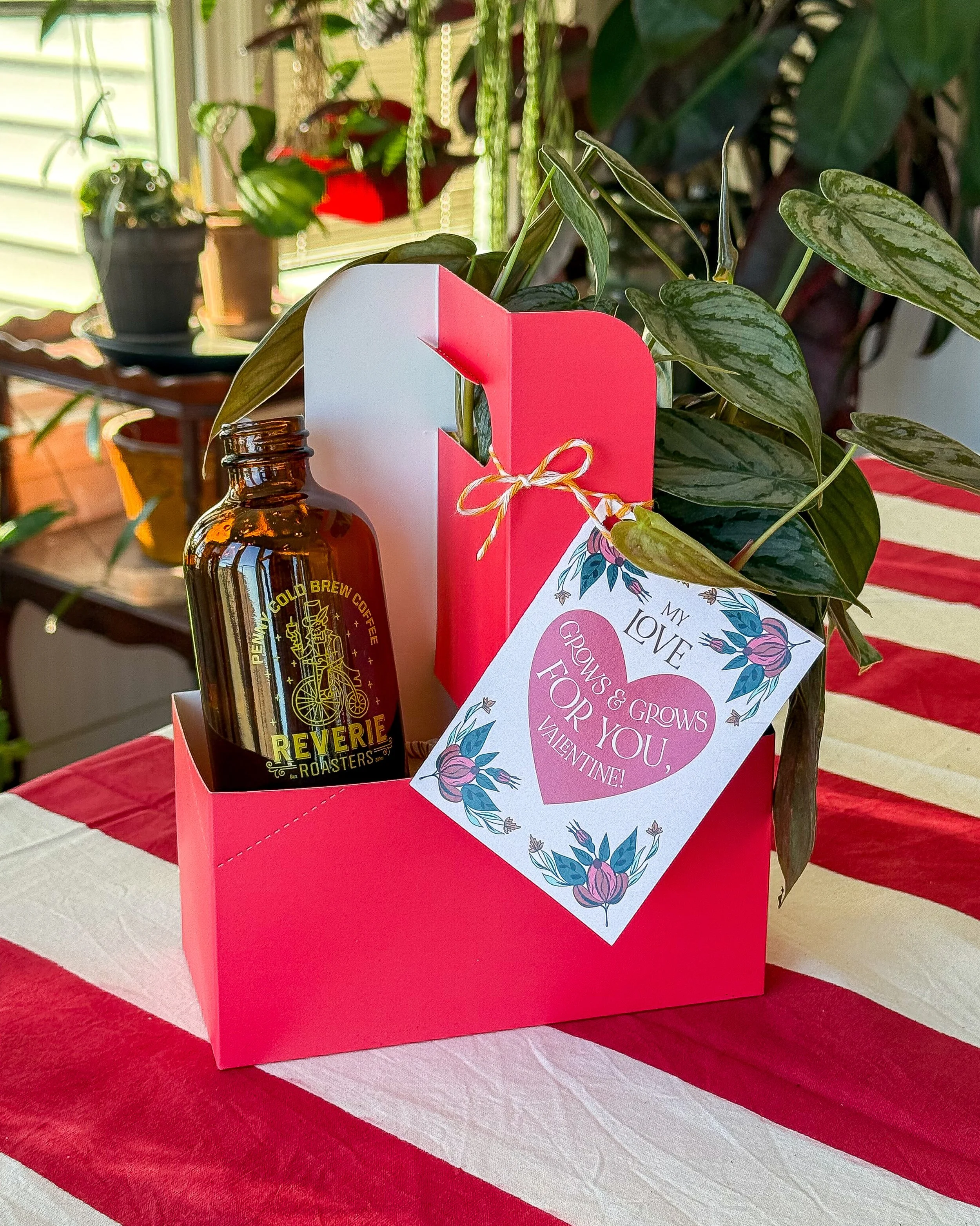 Water Culture Valentine's Day Kit