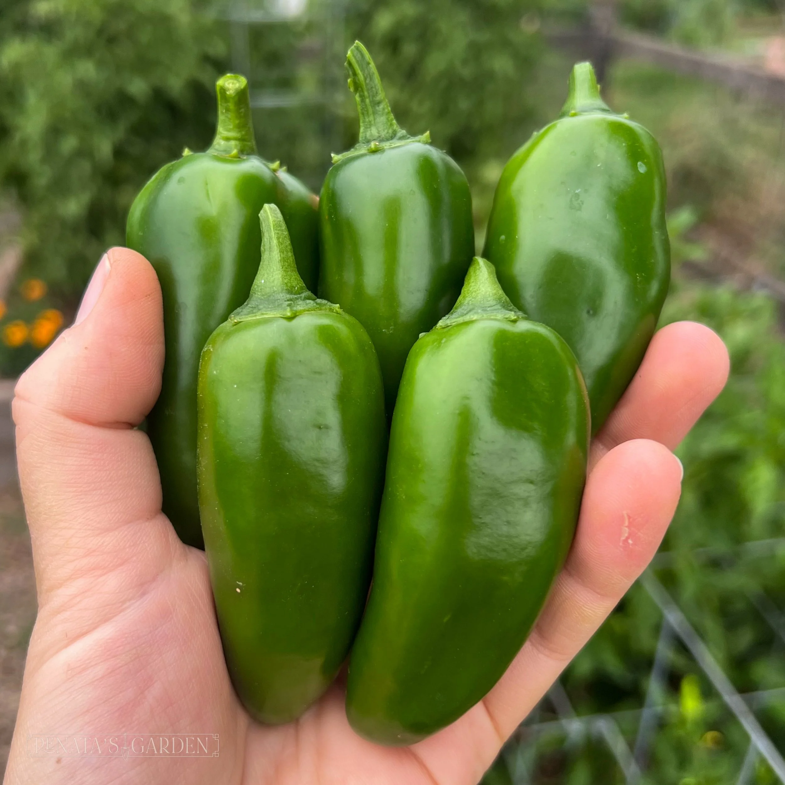 Jalapeño Pepper 'Emerald Fire'
