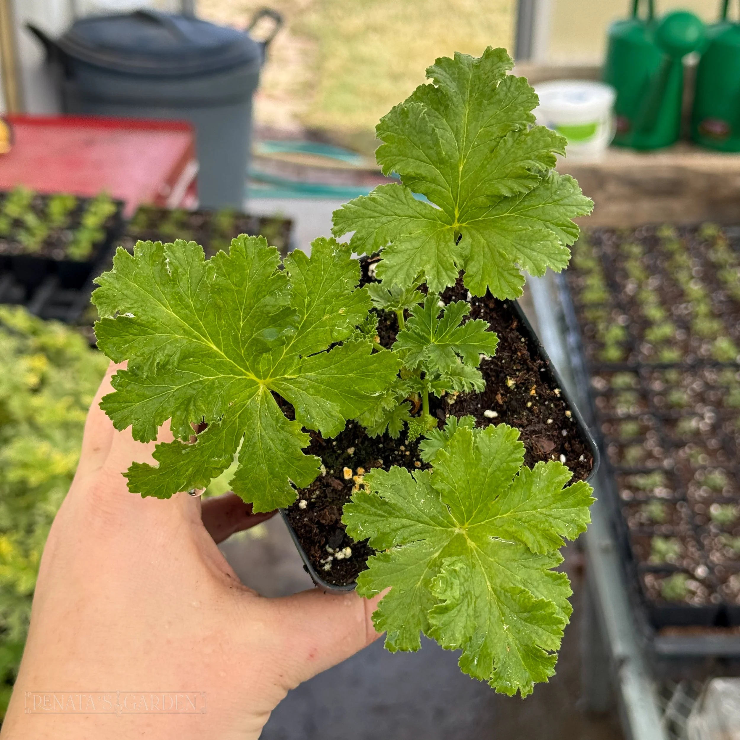 Apricot Scented Geranium