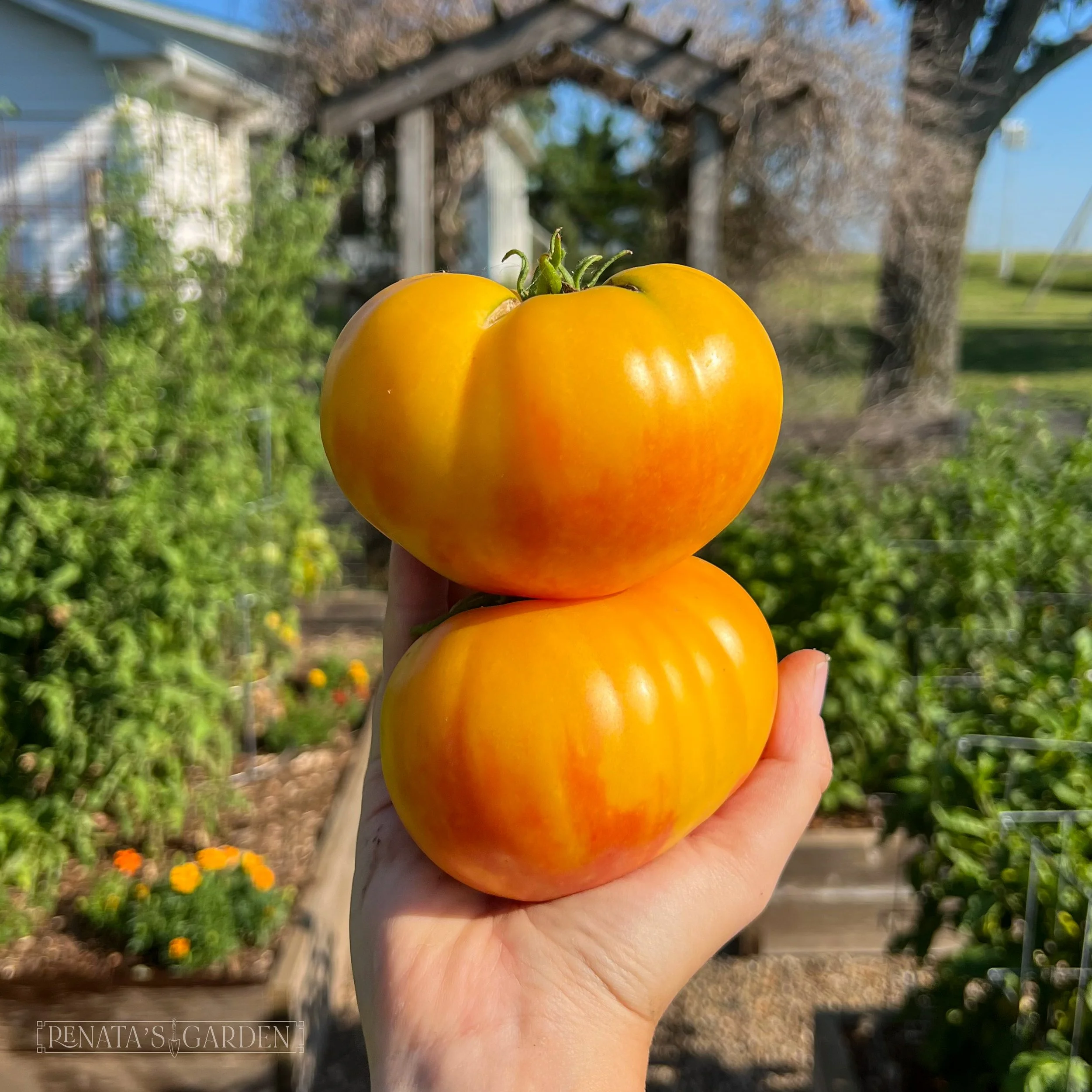 Beefsteak Tomato 'Chef's Choice Bicolor'