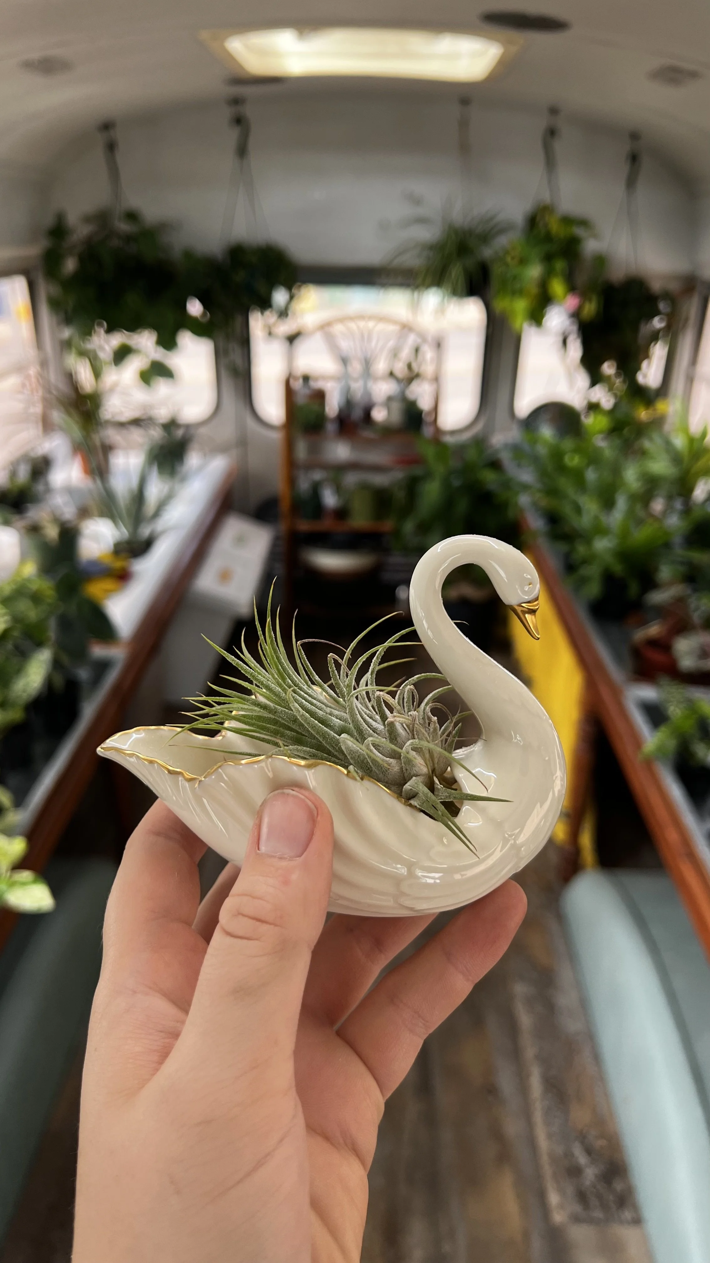 air plant in swan holder