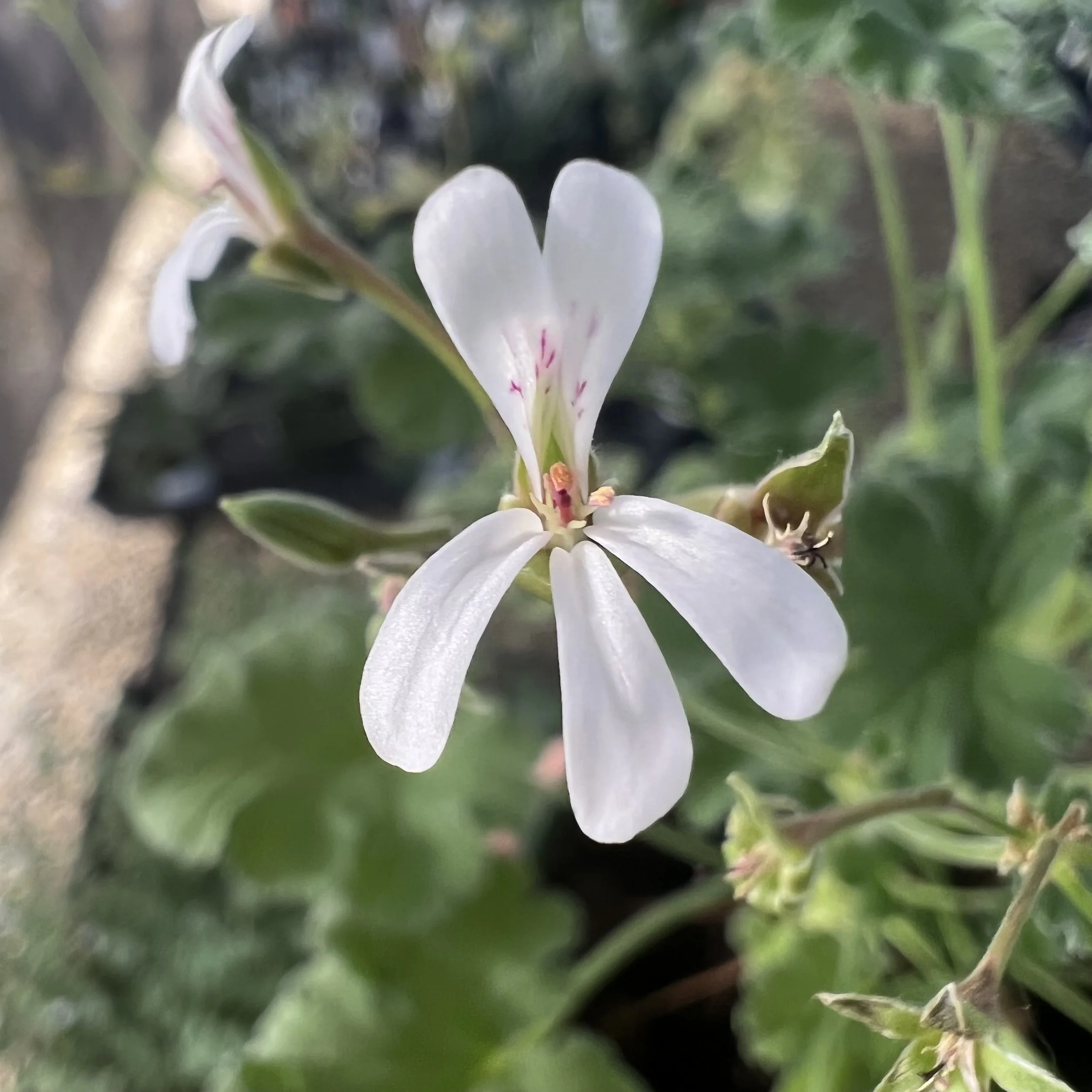 baby rose nasturtium