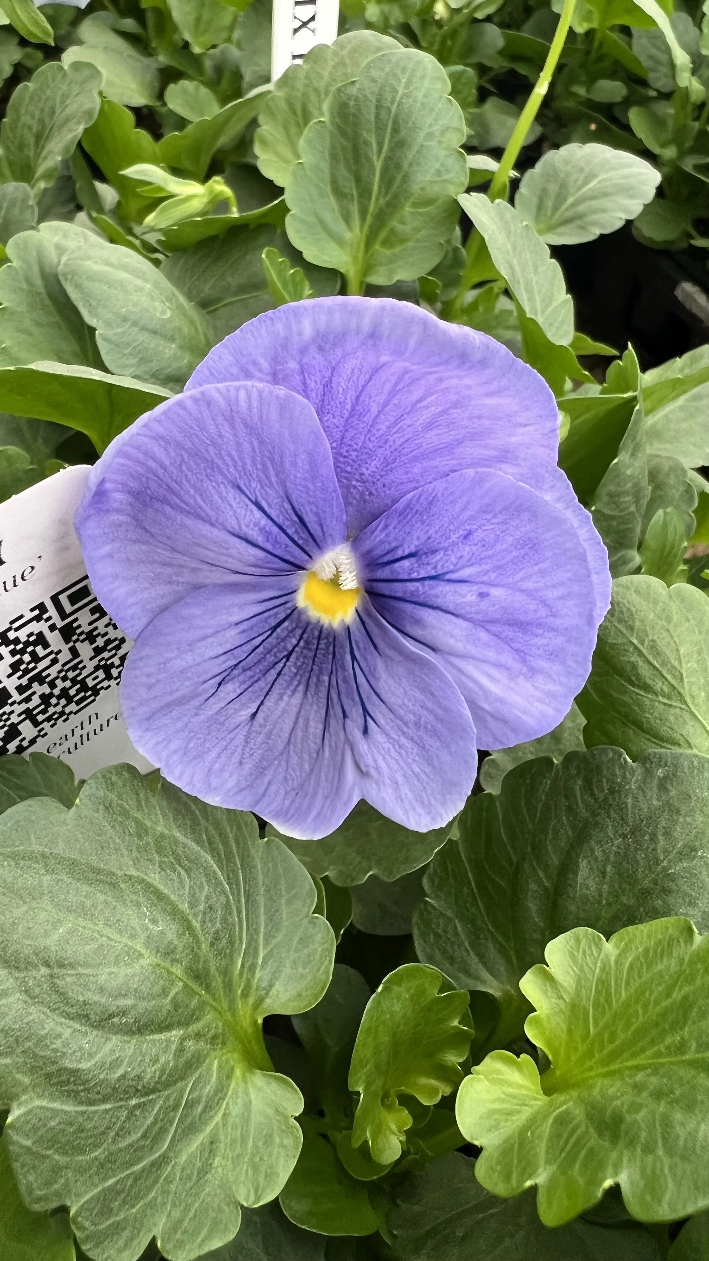true blue pansy