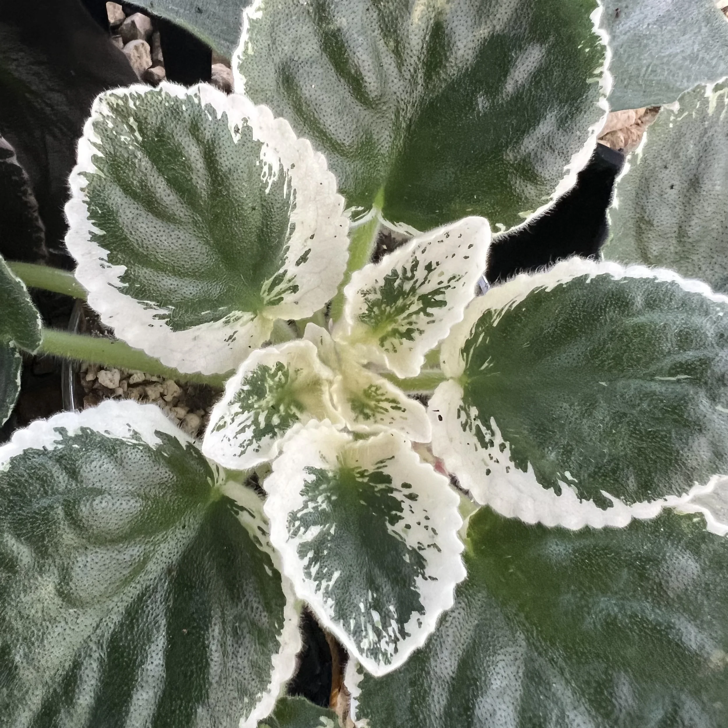 White Variegated Violet