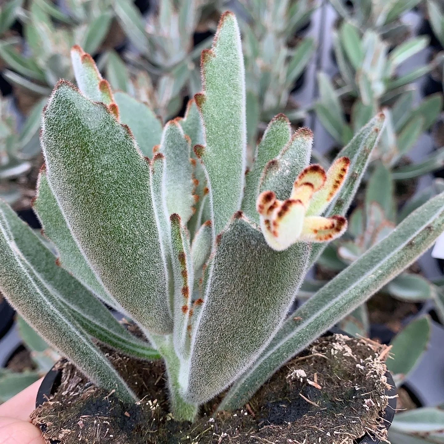 Kalanchoe Panda Plant