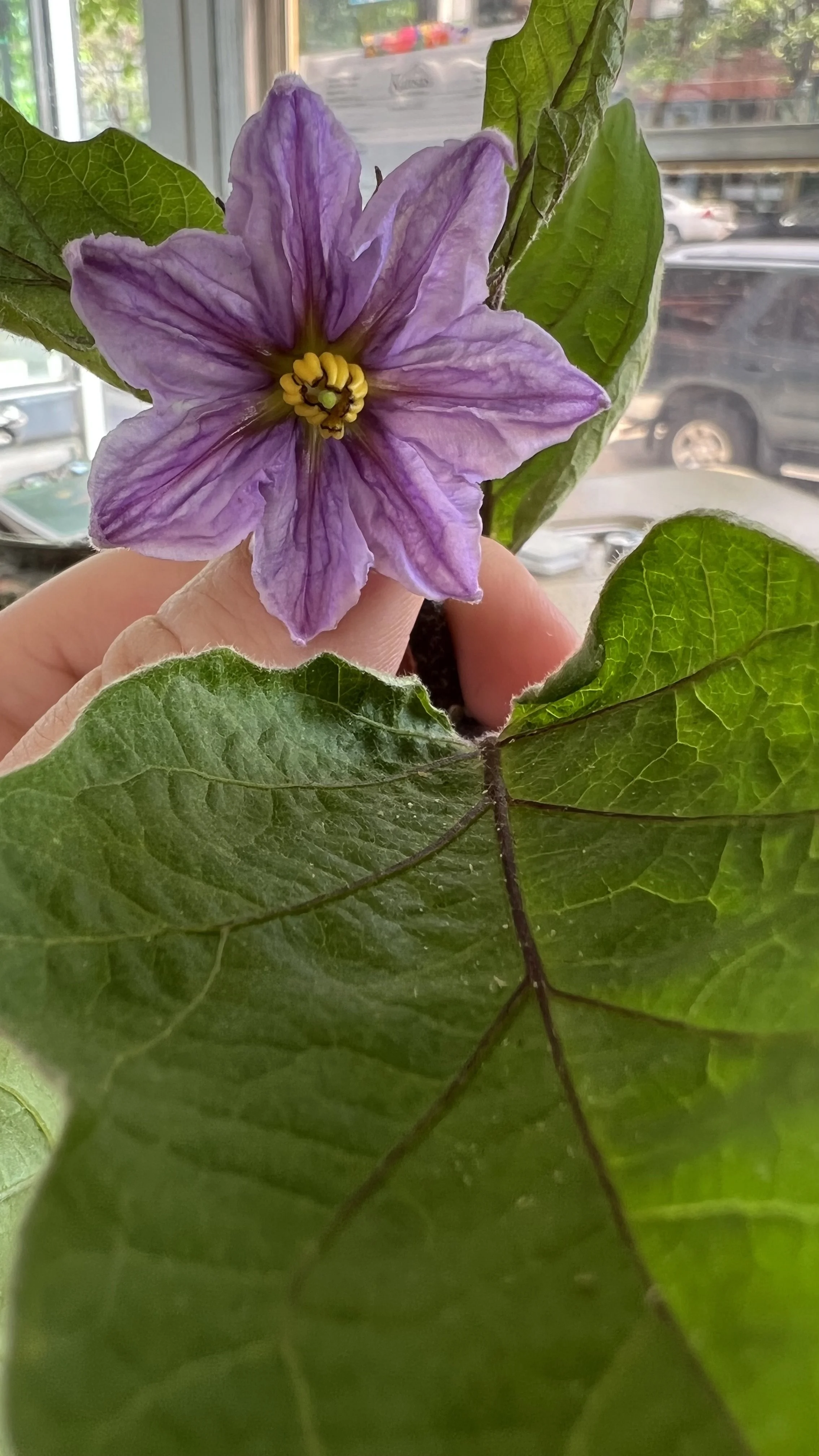 eggplant flower