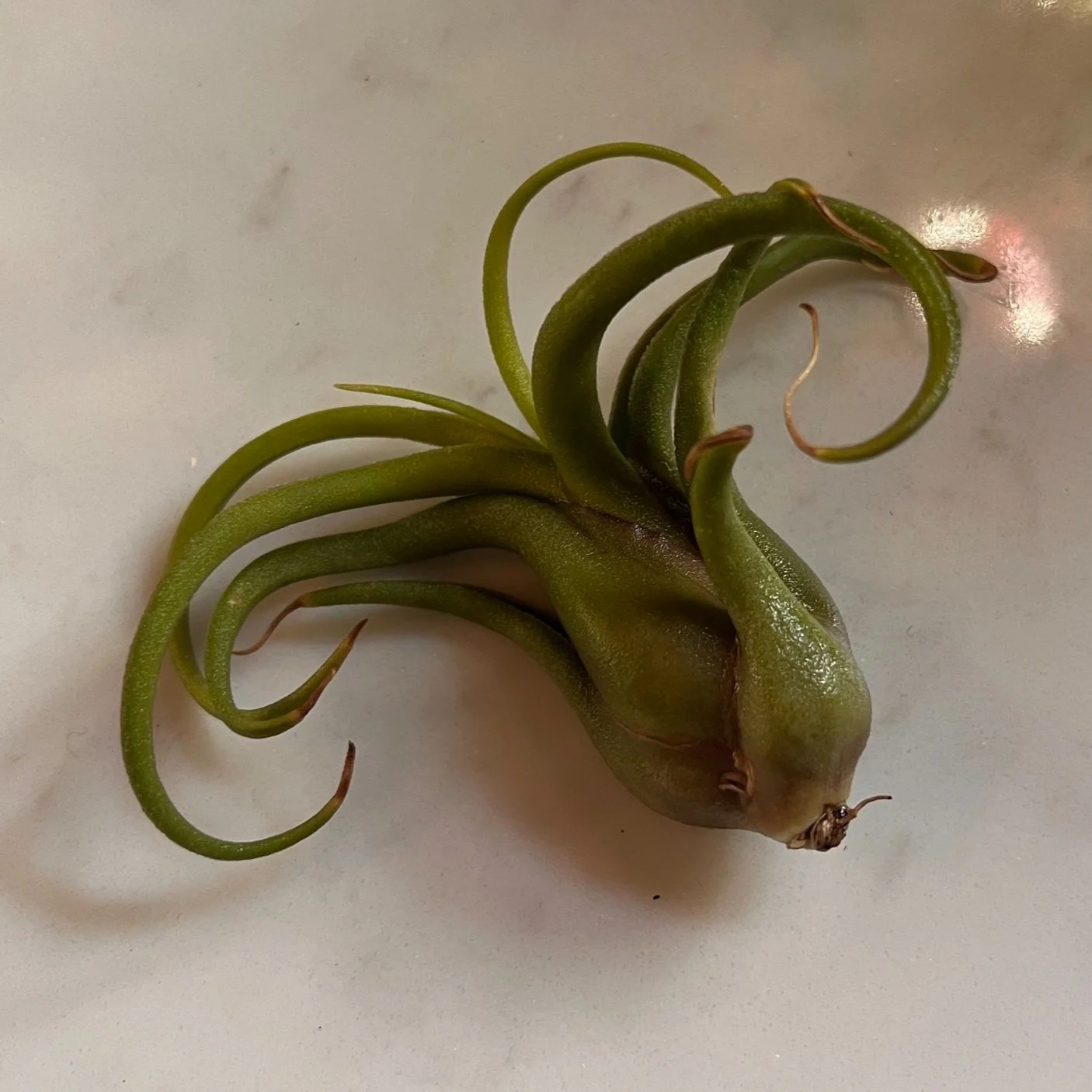 freshly watered air plant