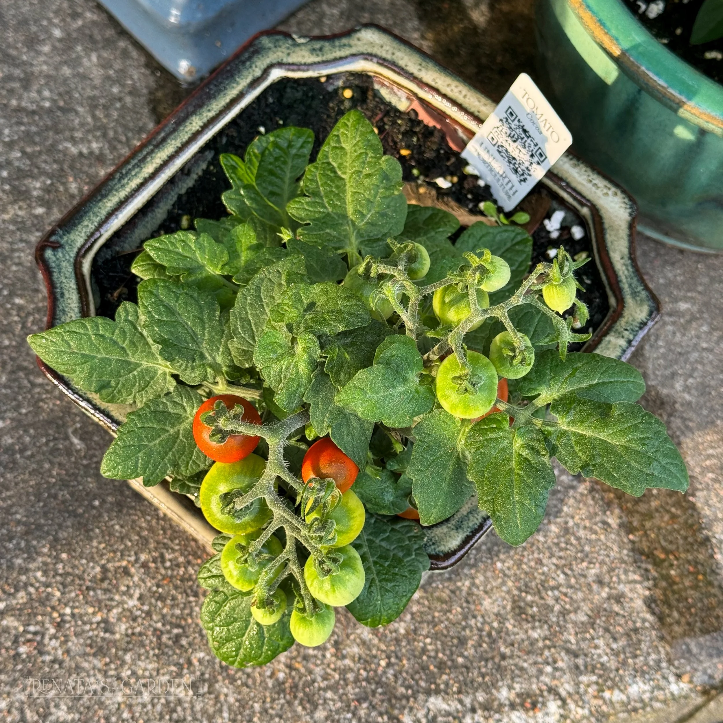 Cherry Tomato 'Cocoa'