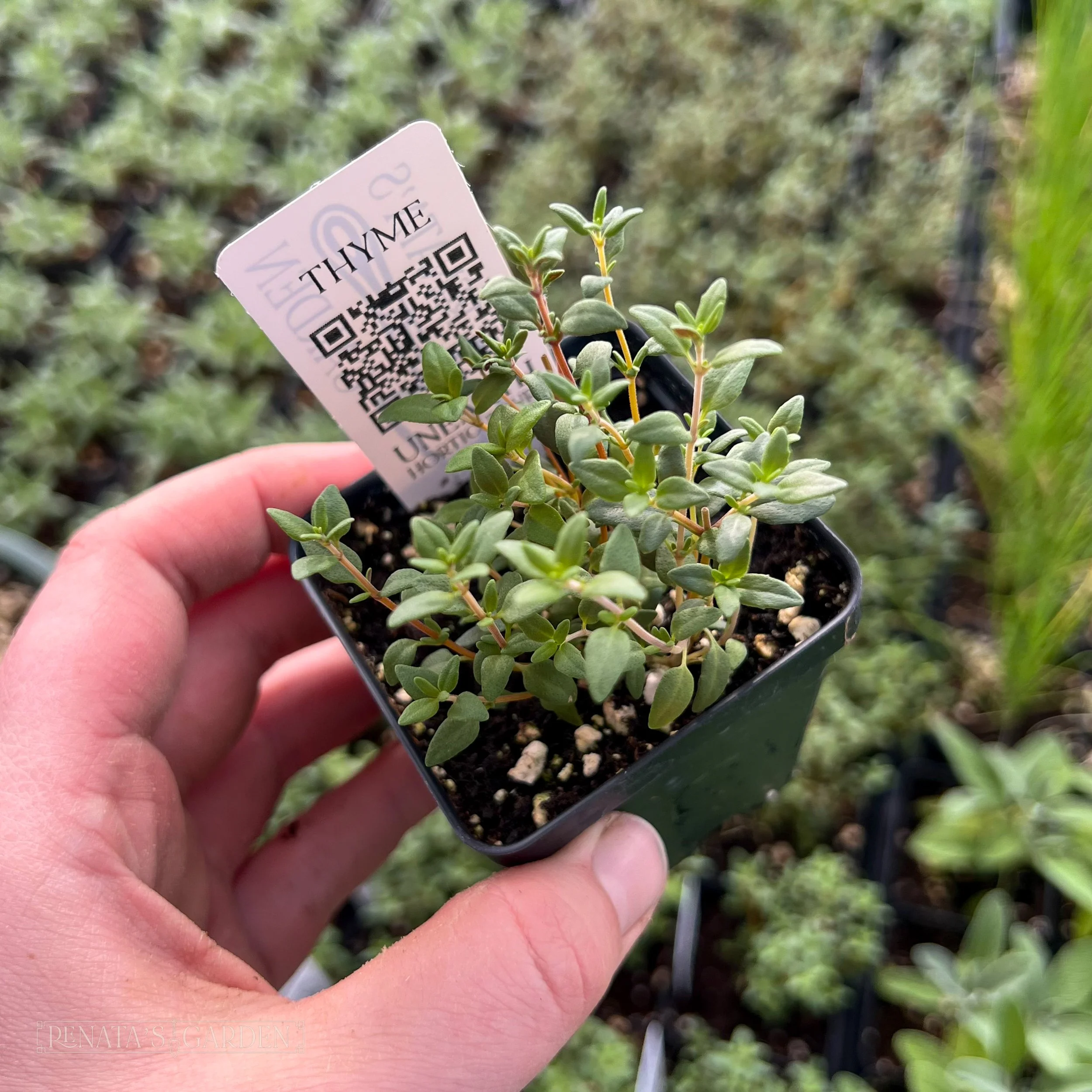 Thyme