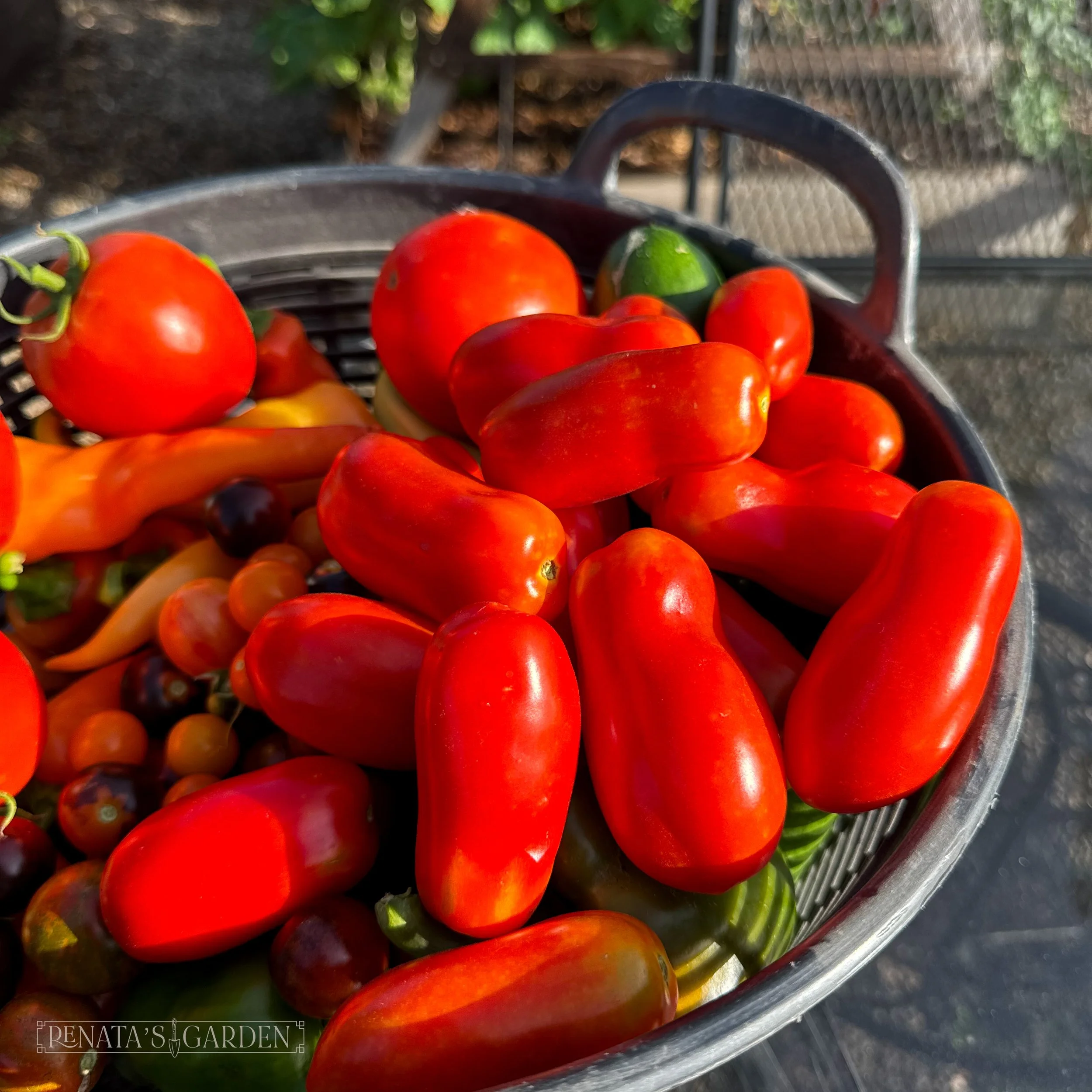 Sauce Tomato 'San Marzano'