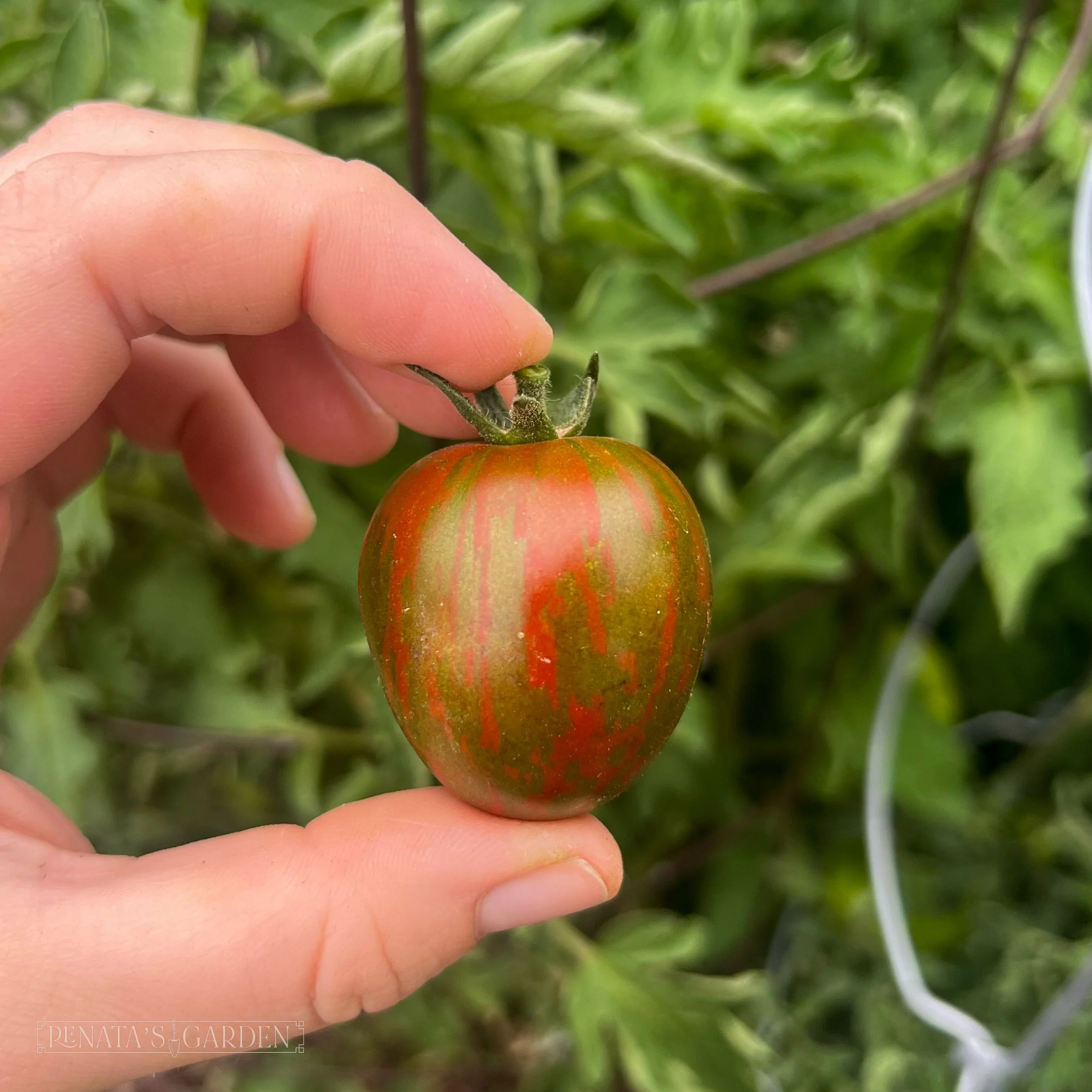Slicer Tomato 'Black Zebra'