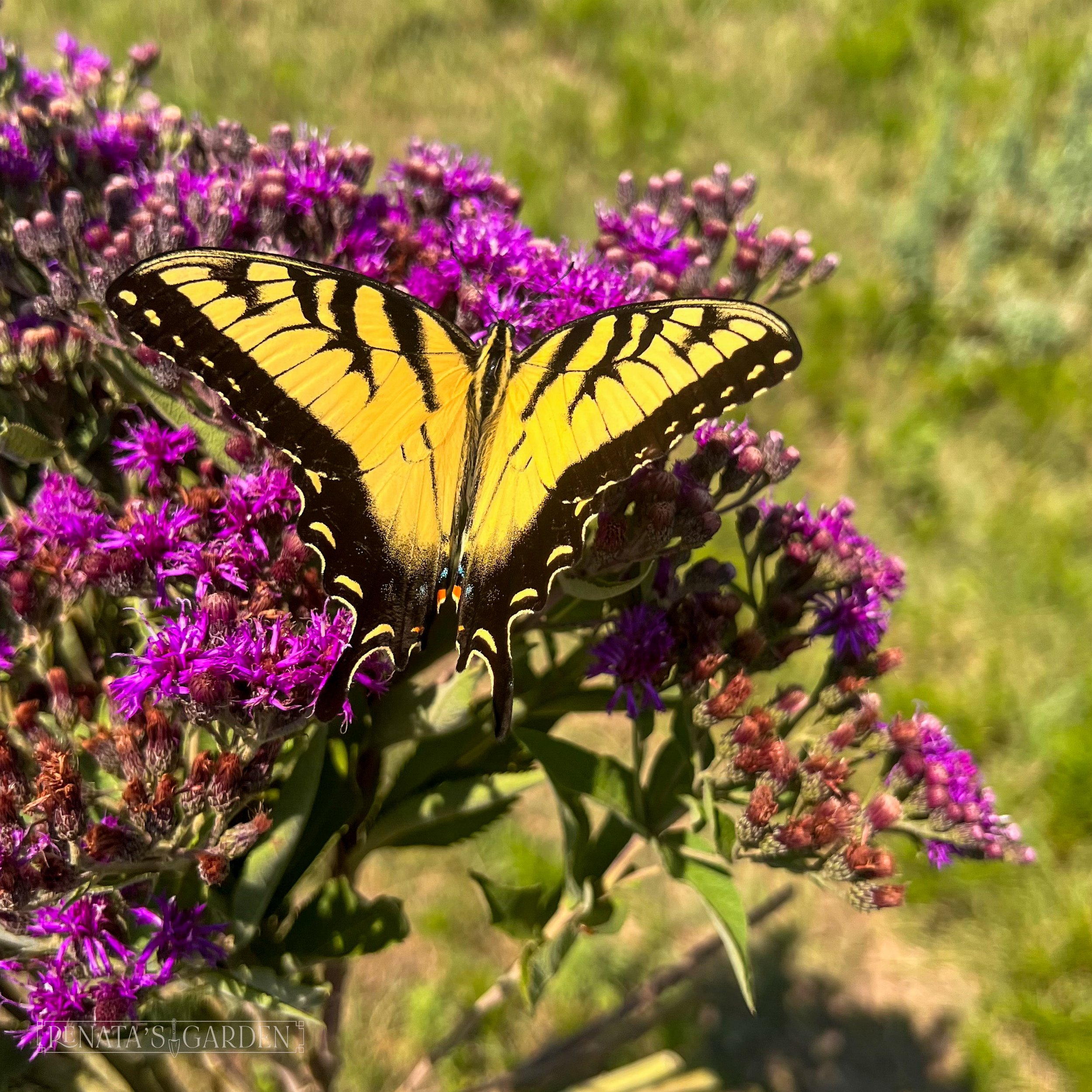Western Ironweed