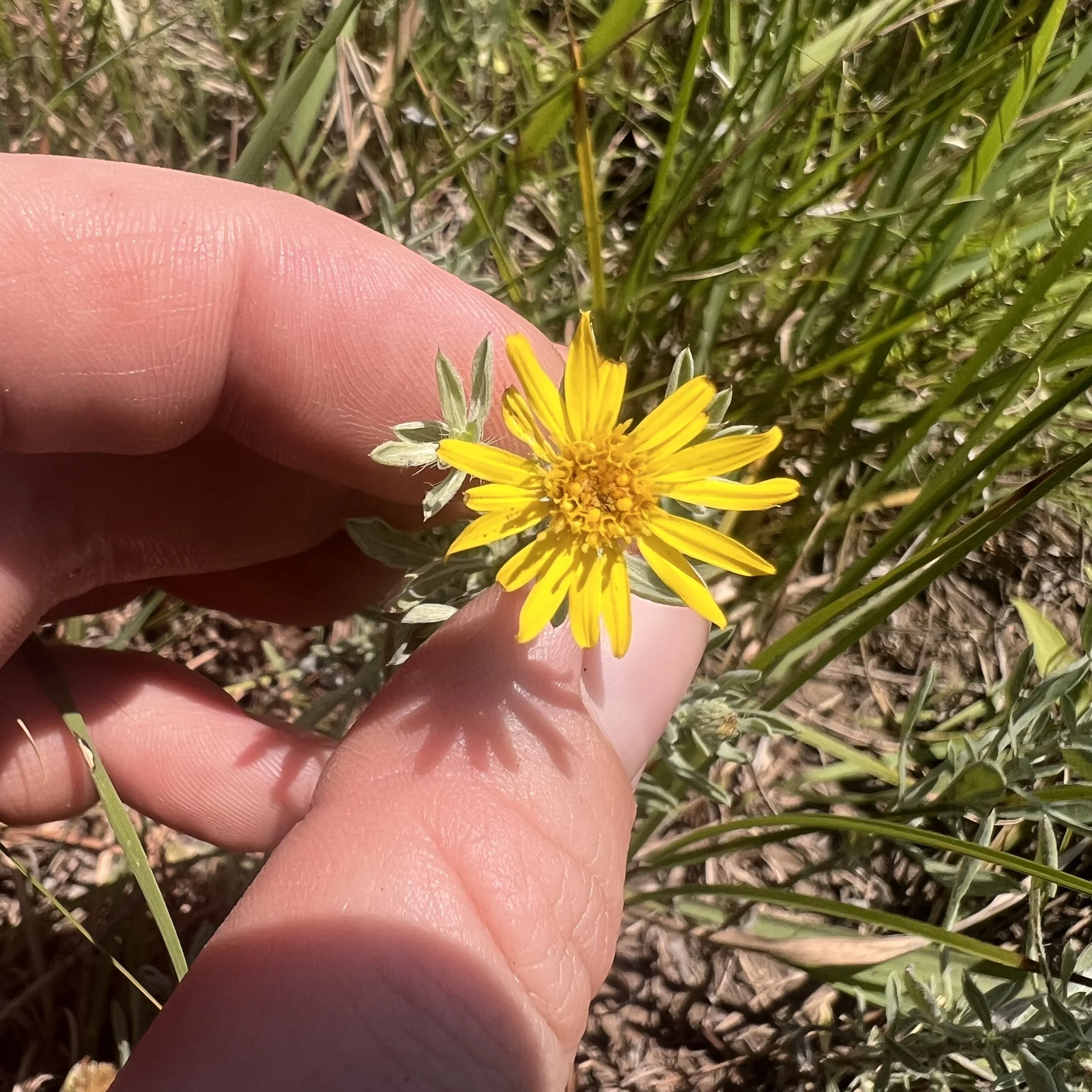 gray golden aster bloom