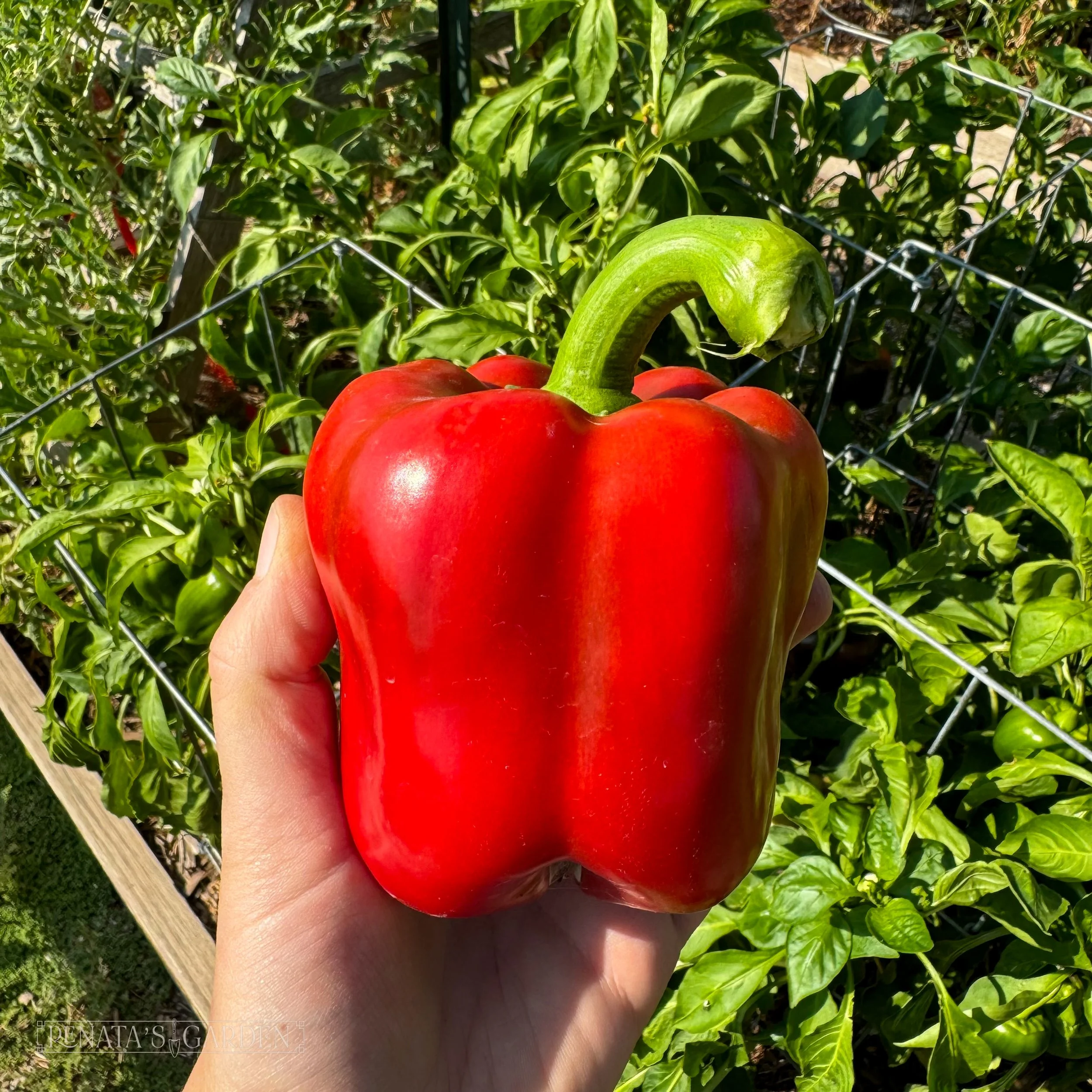 Bell Pepper 'Better Belle V'